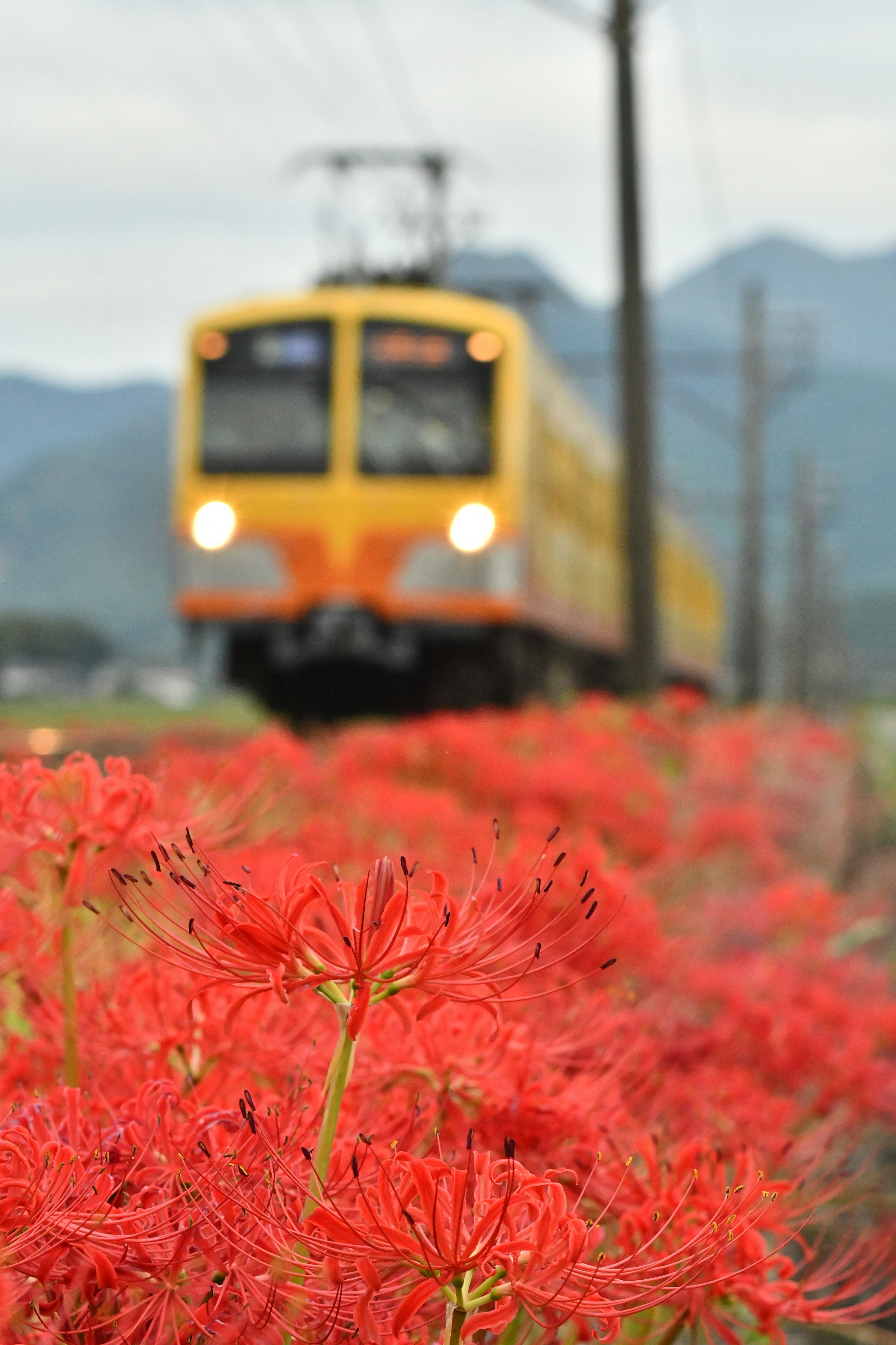 赤い彼岸花の前を通過する黄色い電車の風景