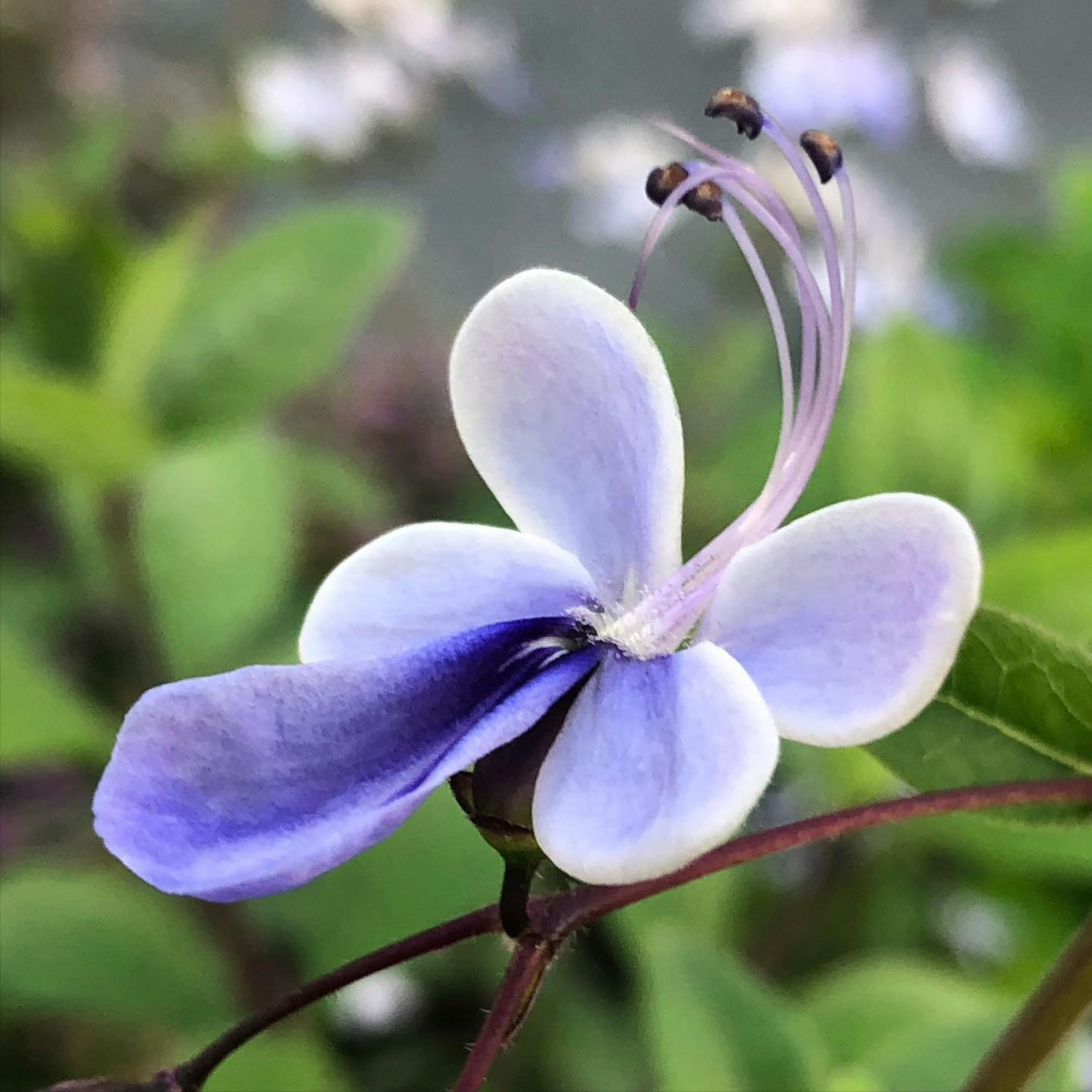 Schöne Blume mit blassblauen Blütenblättern und grünen Blättern