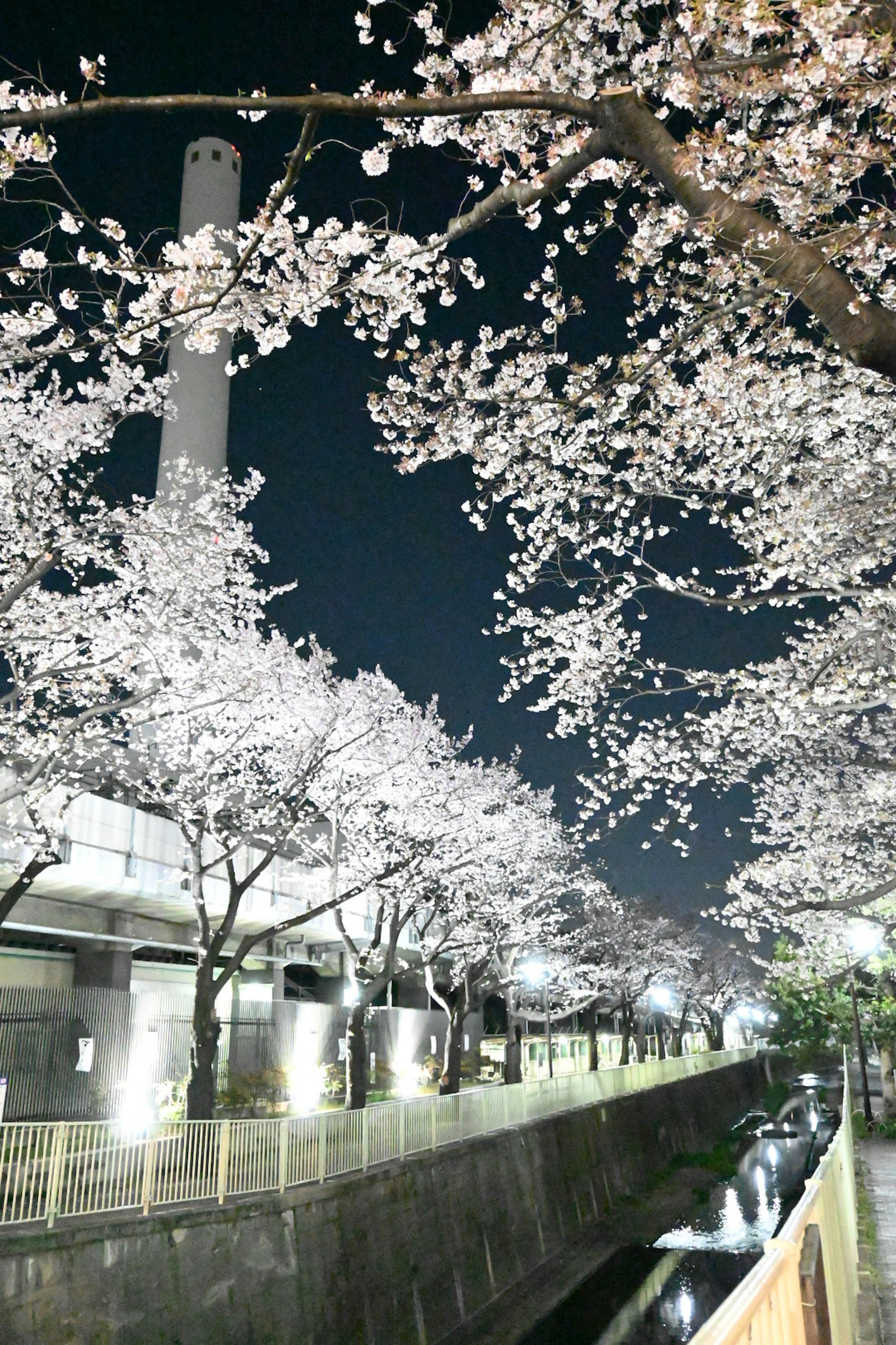 Night view of cherry blossoms illuminated along a riverside path