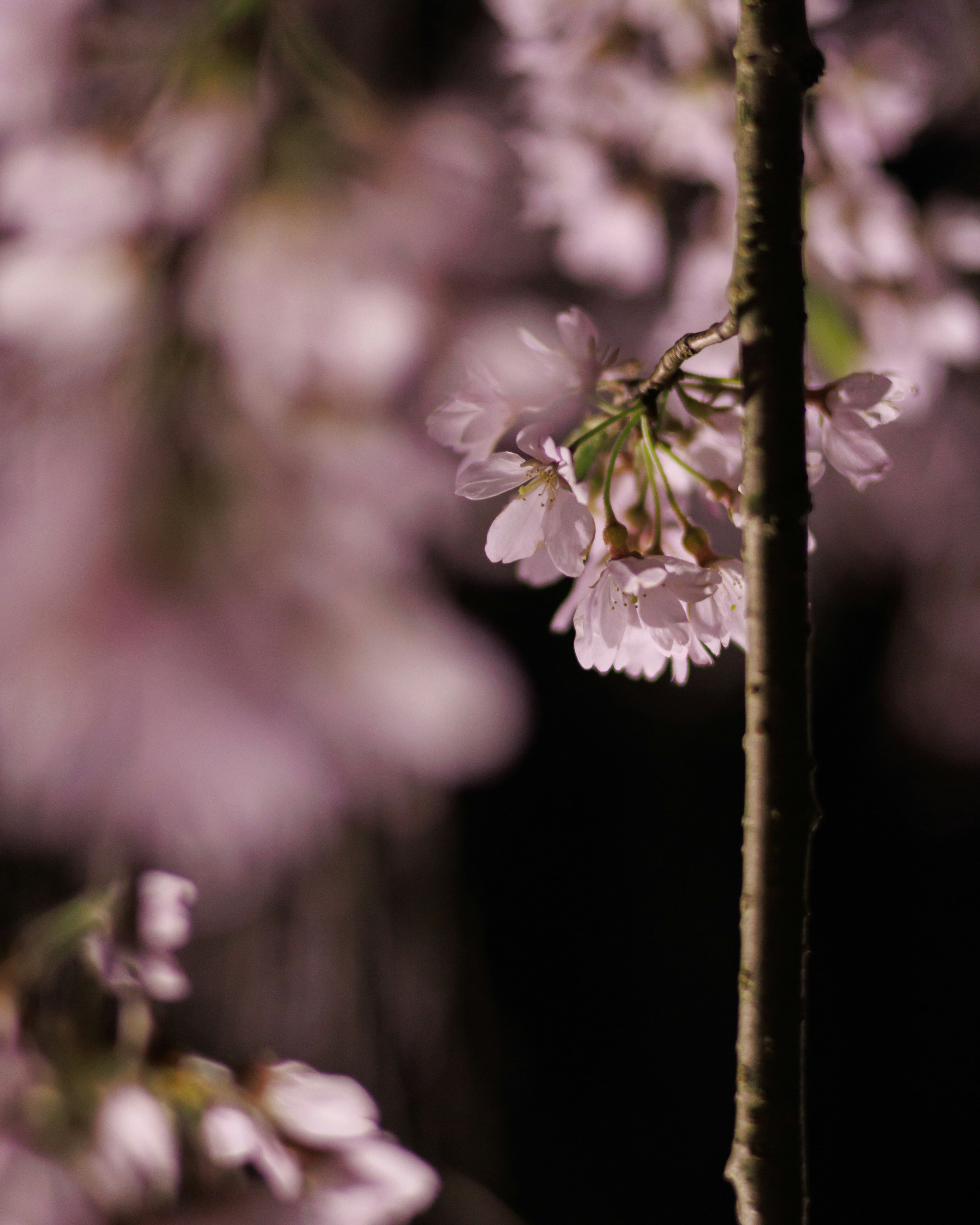 Un primer plano de delicadas flores de cerezo rosa colgando de las ramas