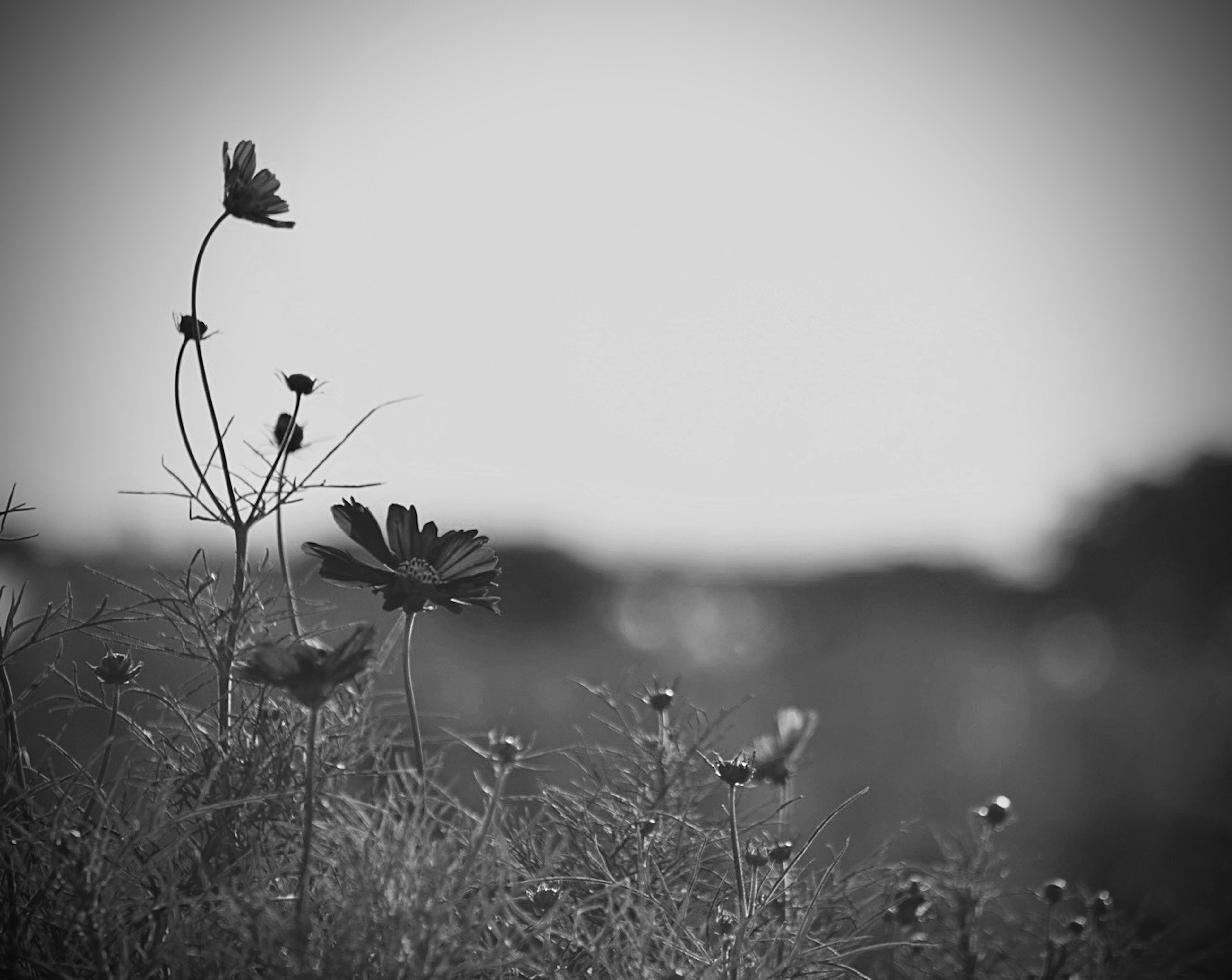 Monochrome Blumen, die im Wind schwanken