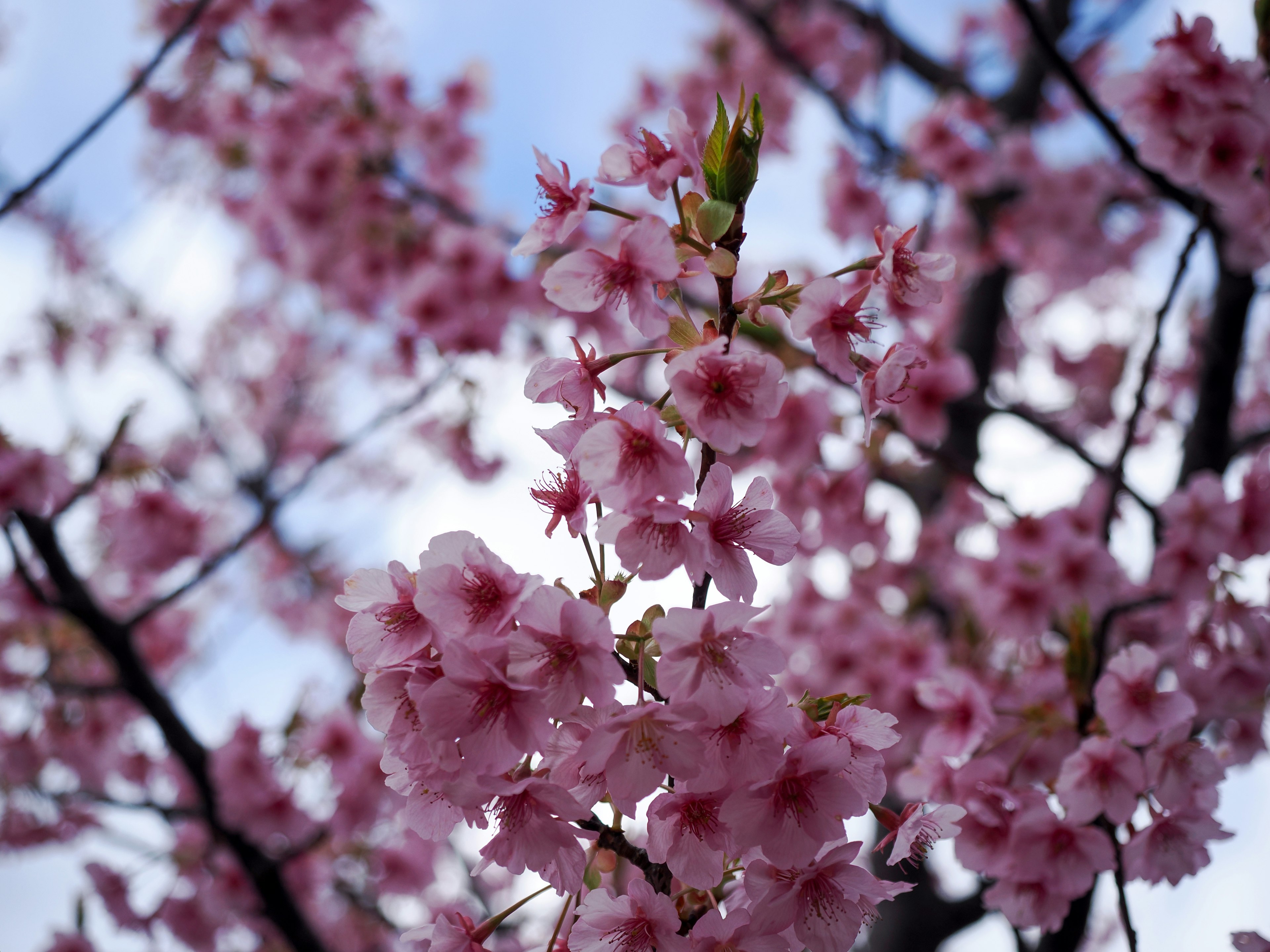 Kedekatan cabang bunga sakura yang mekar dengan latar belakang langit biru