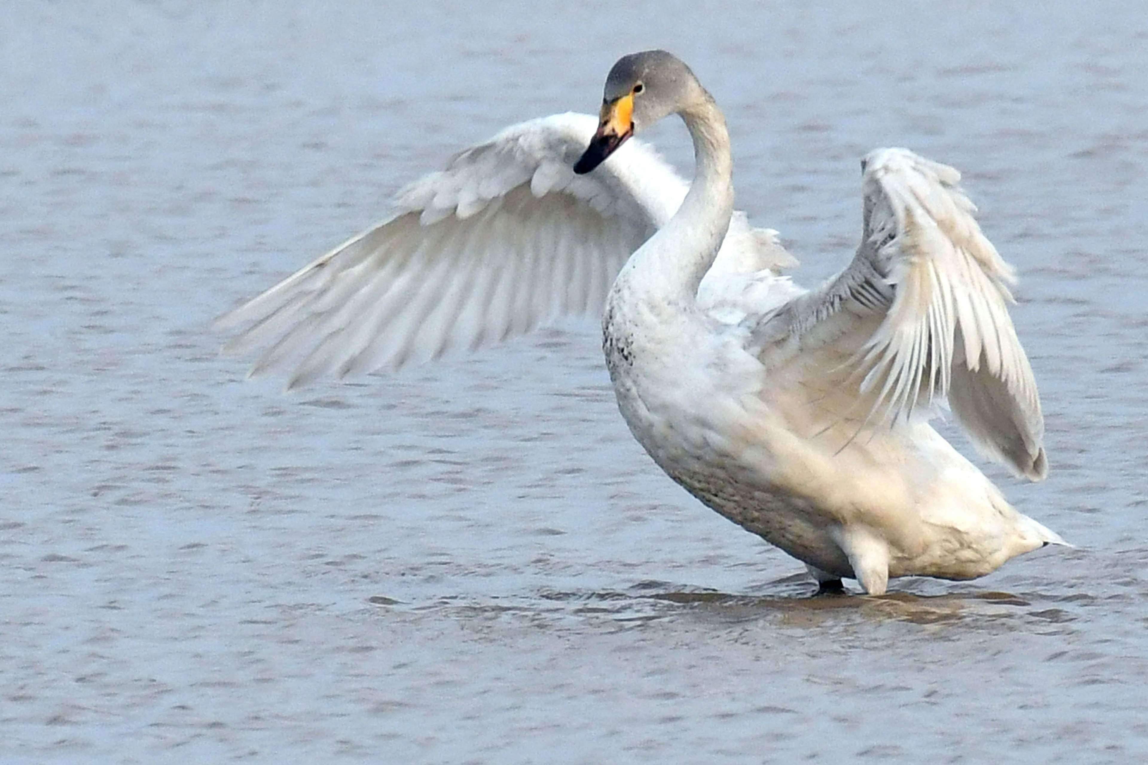 水面で羽を広げる白鳥の姿