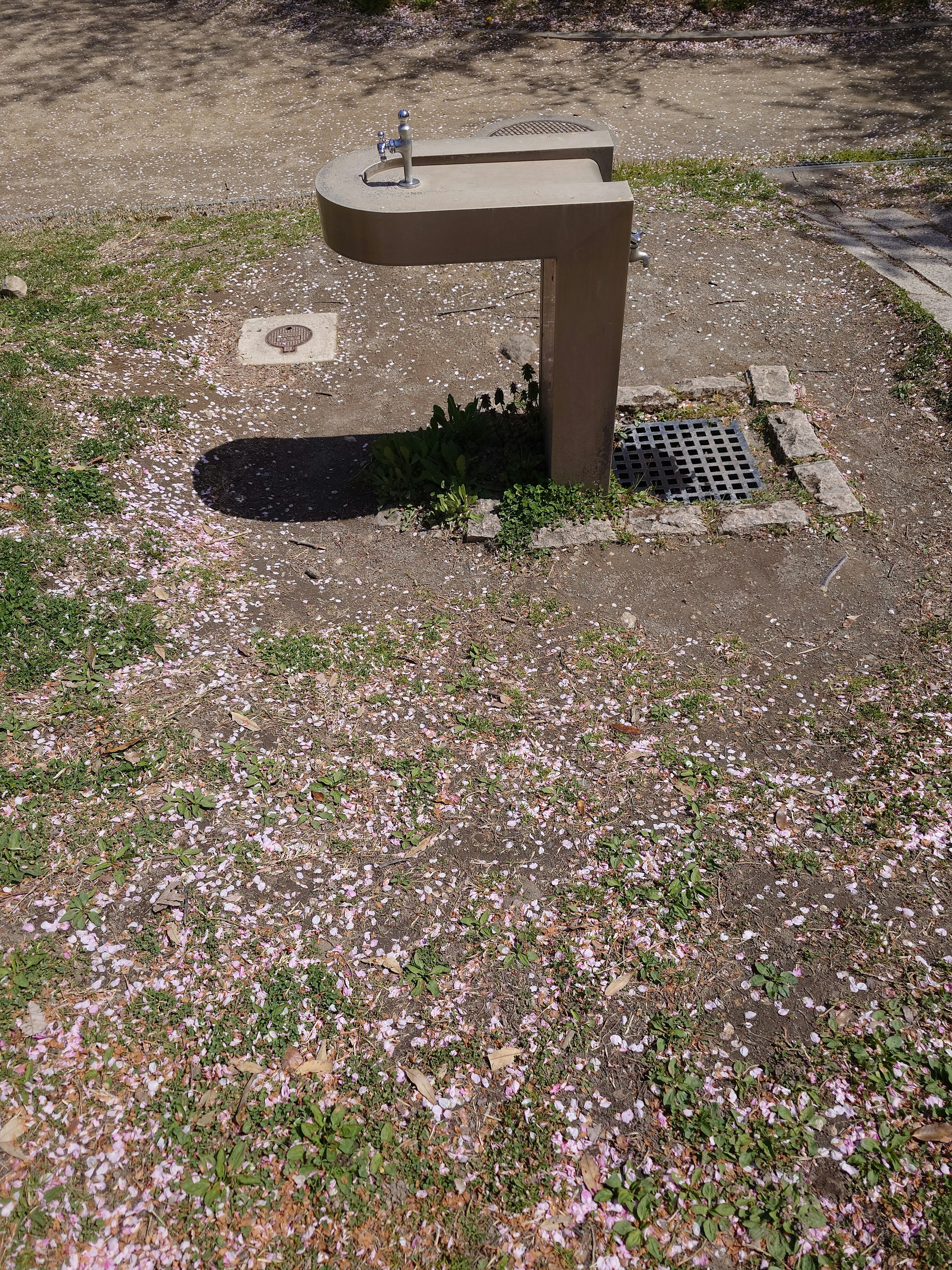 Fontaine à boire dans un parc entourée de pétales de fleurs roses