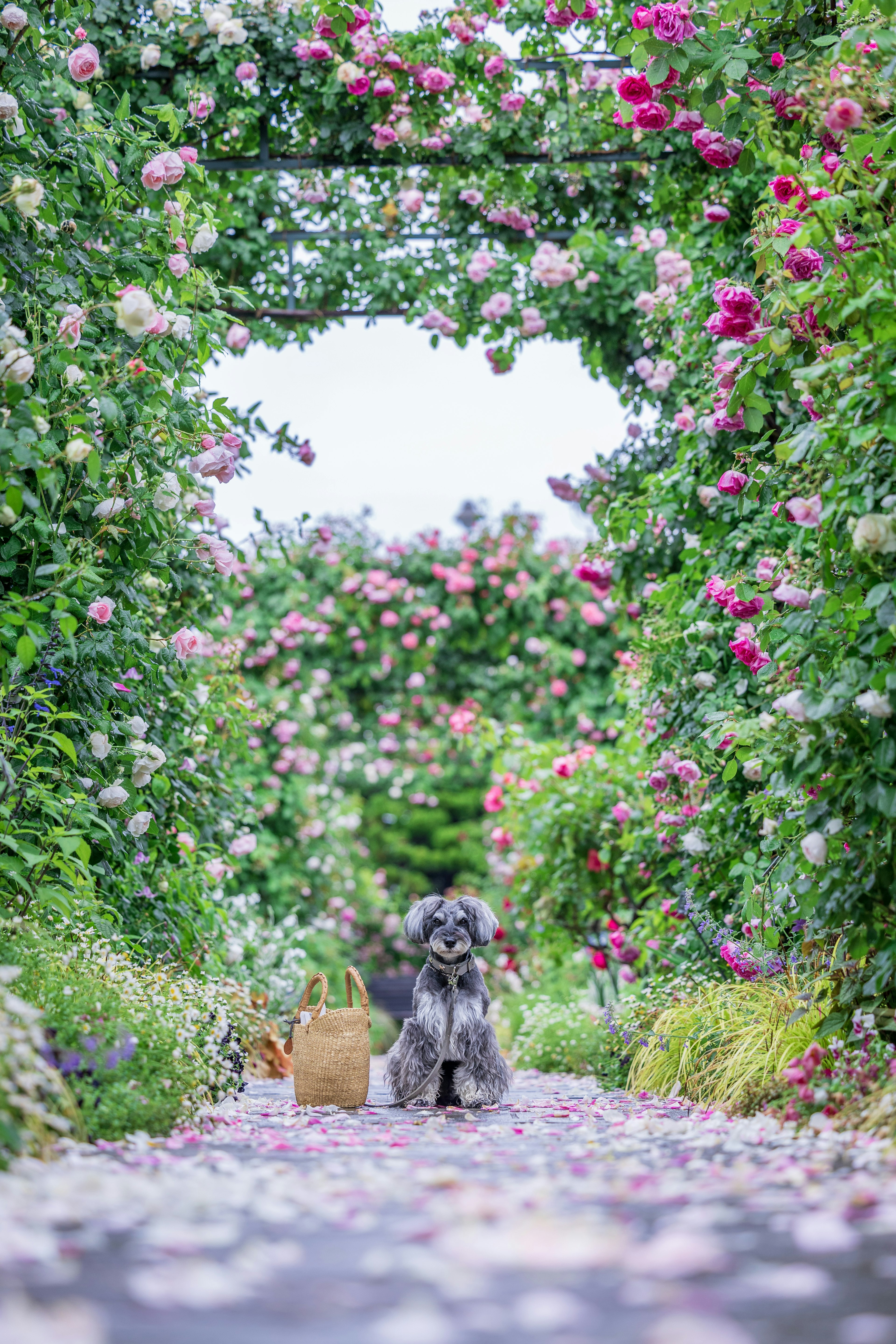 A dog sitting on a flower petal-covered path surrounded by colorful roses