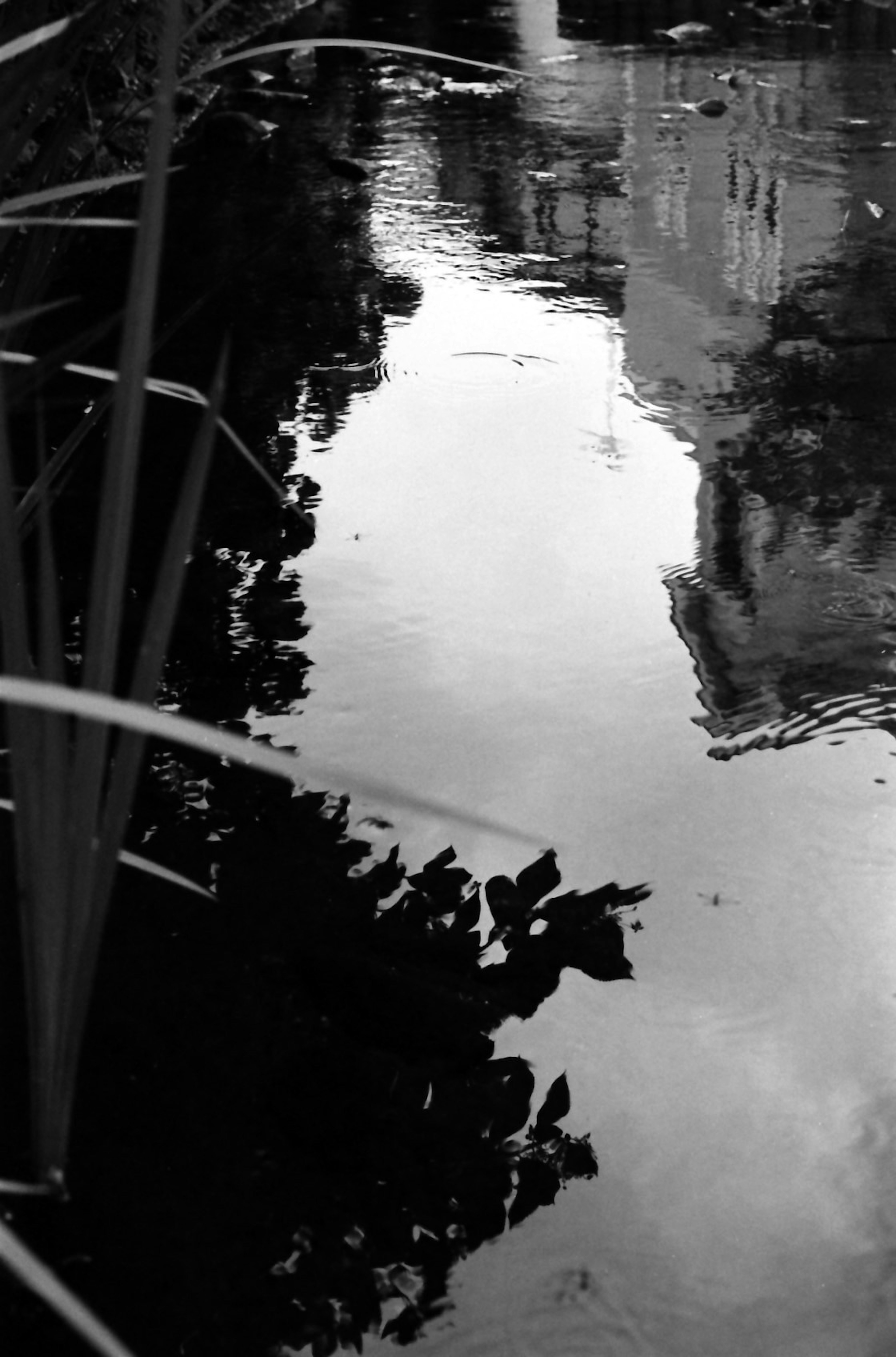 Reflection of a building and plants on the water surface