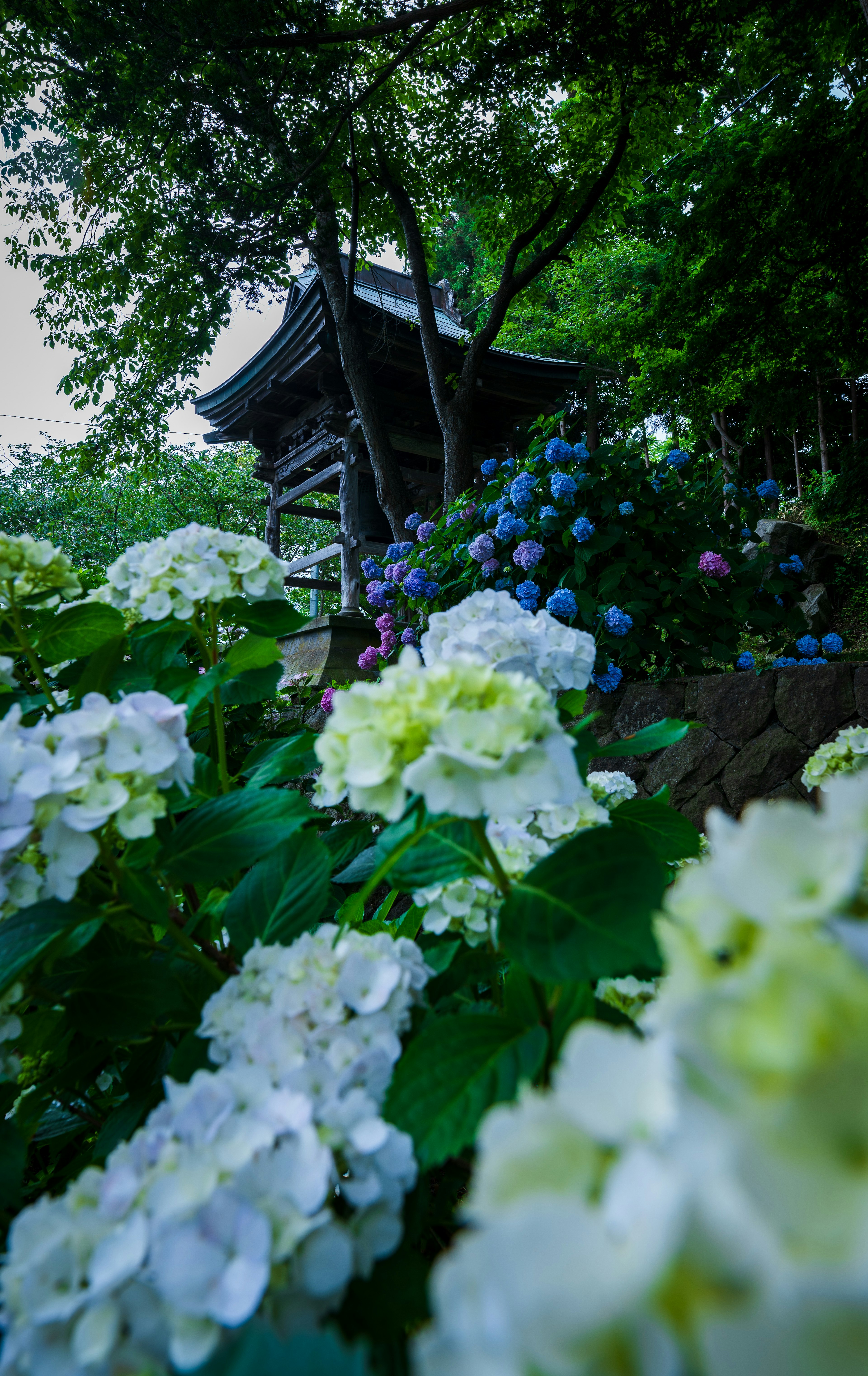 ดอกไฮเดรนเยียที่สวยงามบานในสวนพร้อมอาคารแบบดั้งเดิม