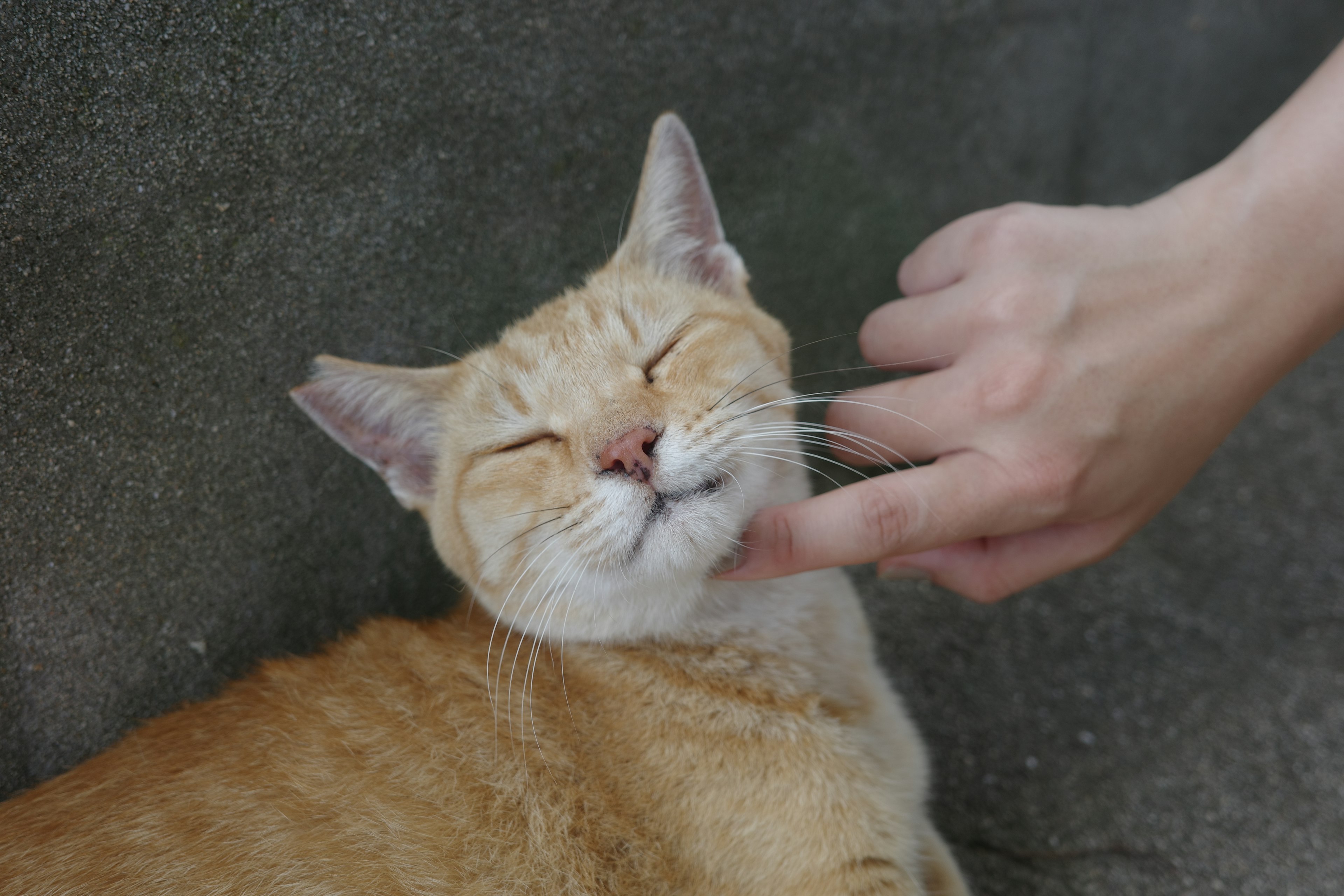 Seekor kucing yang sedang dibelai dengan ekspresi puas