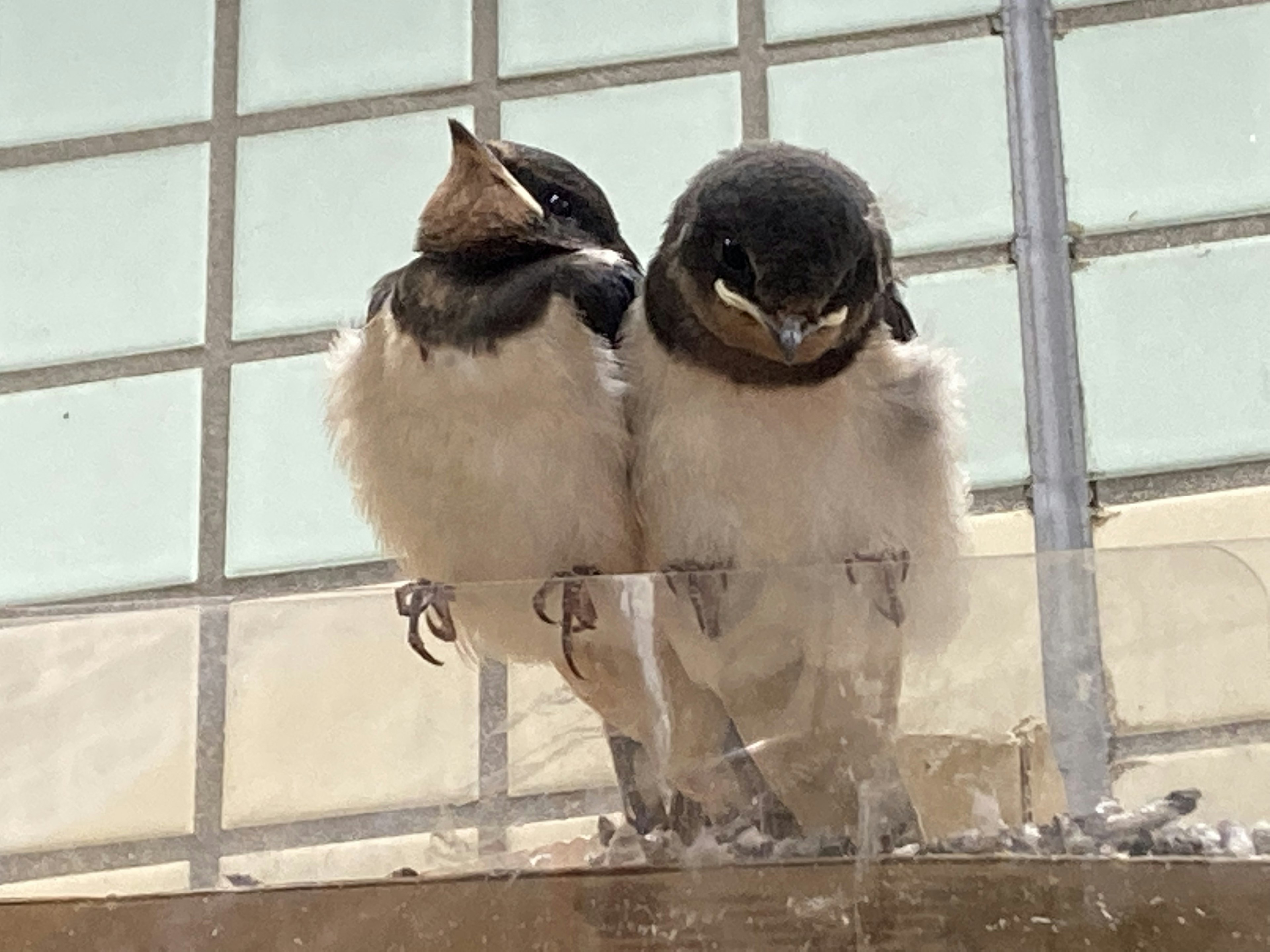 Deux oisillons perchés côte à côte près d'un nid