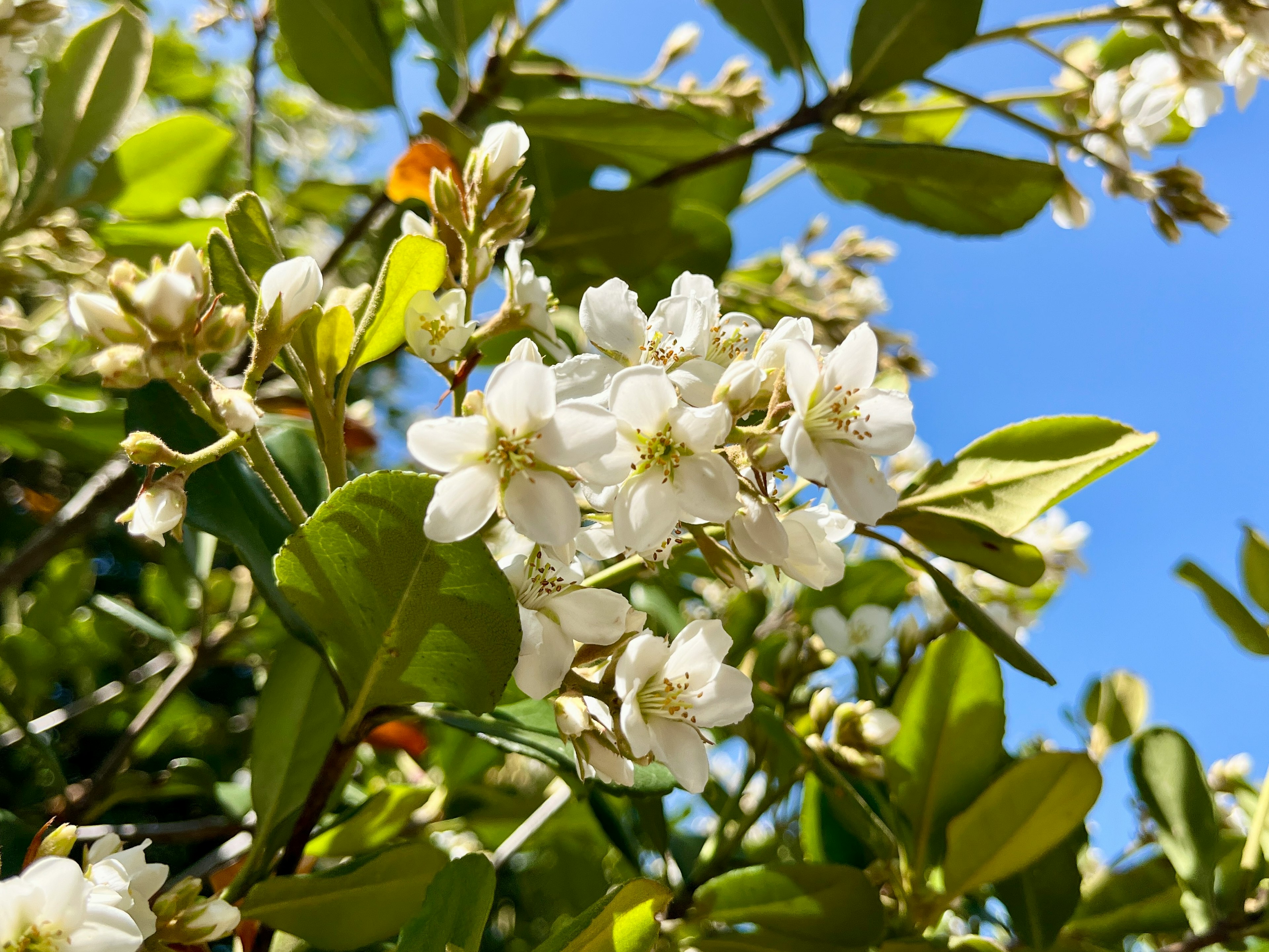 Una pianta con fiori bianchi e foglie verdi contro un cielo blu