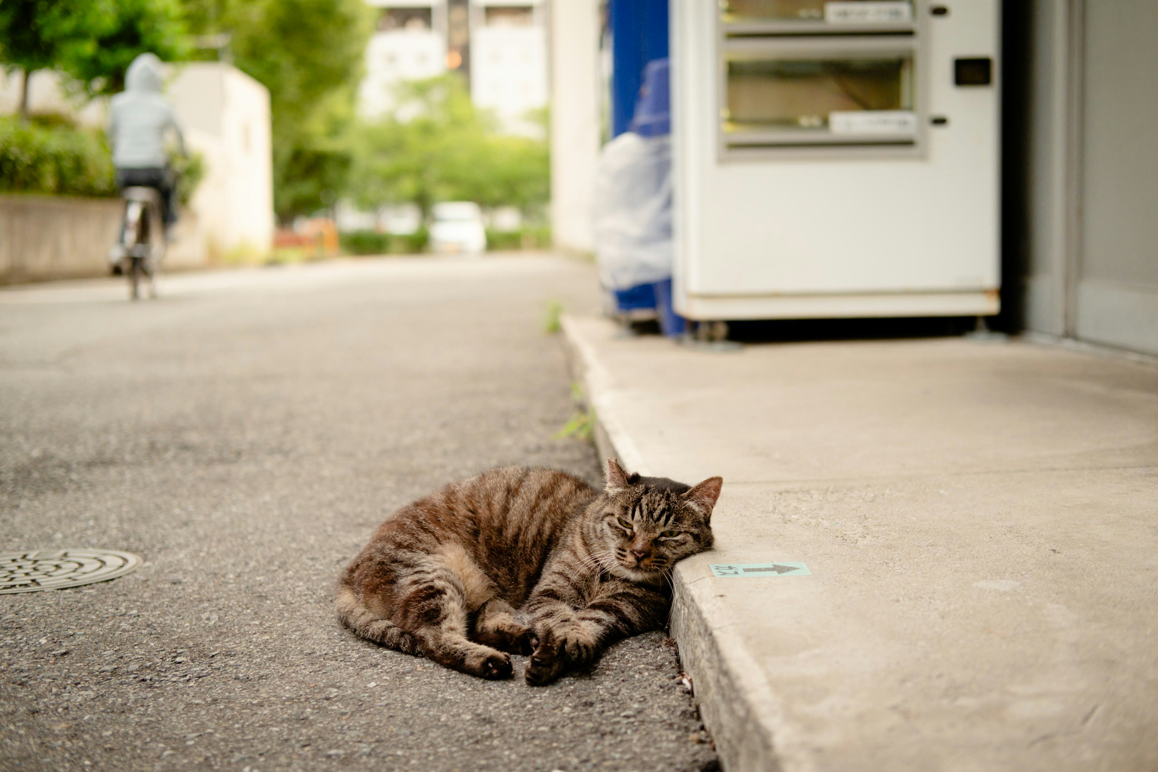 Brown cat lying on the street with a person riding a bike