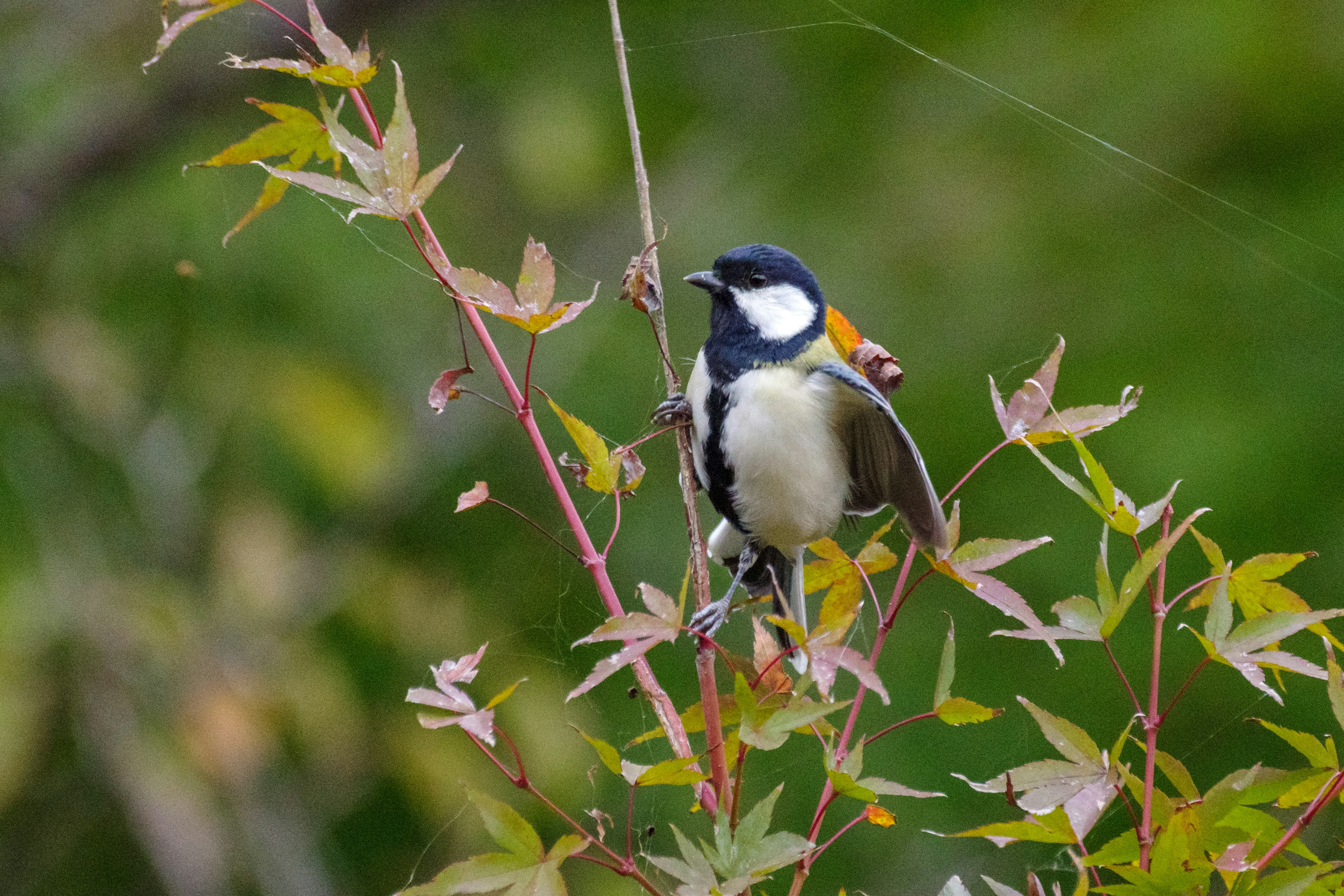 Un petit oiseau perché parmi des feuilles vertes vibrantes