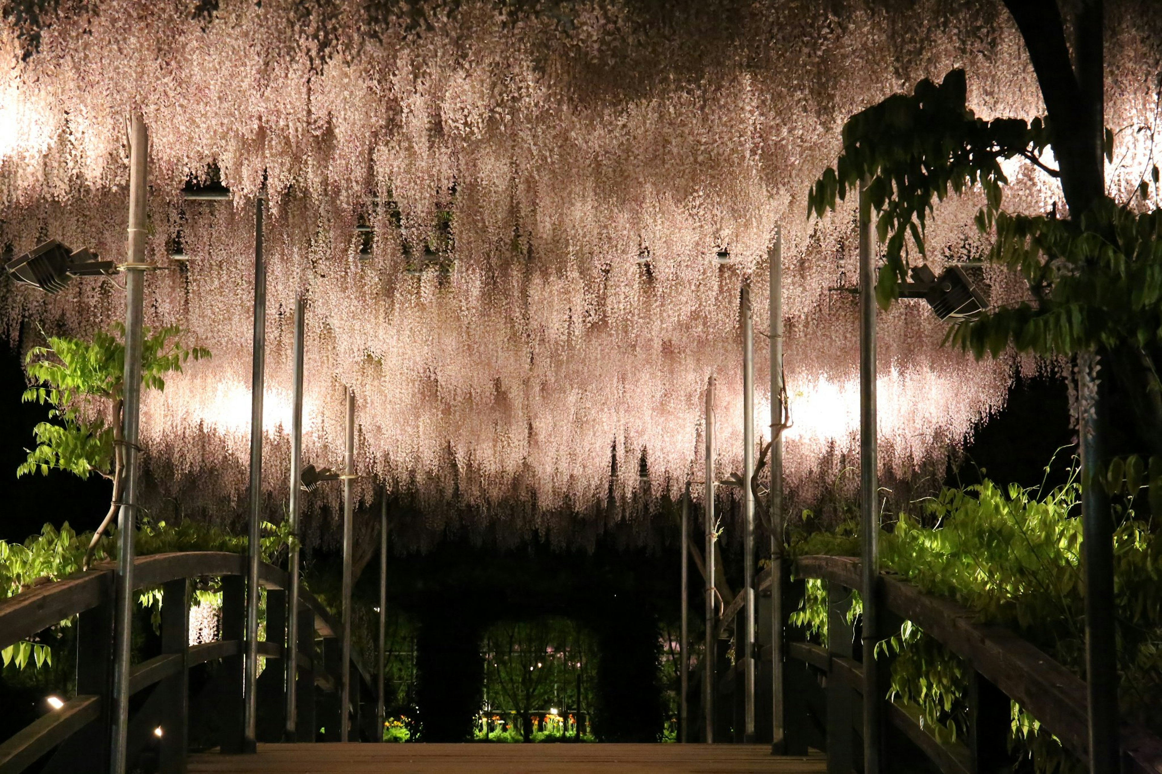 A flower tunnel illuminated at night with lush greenery