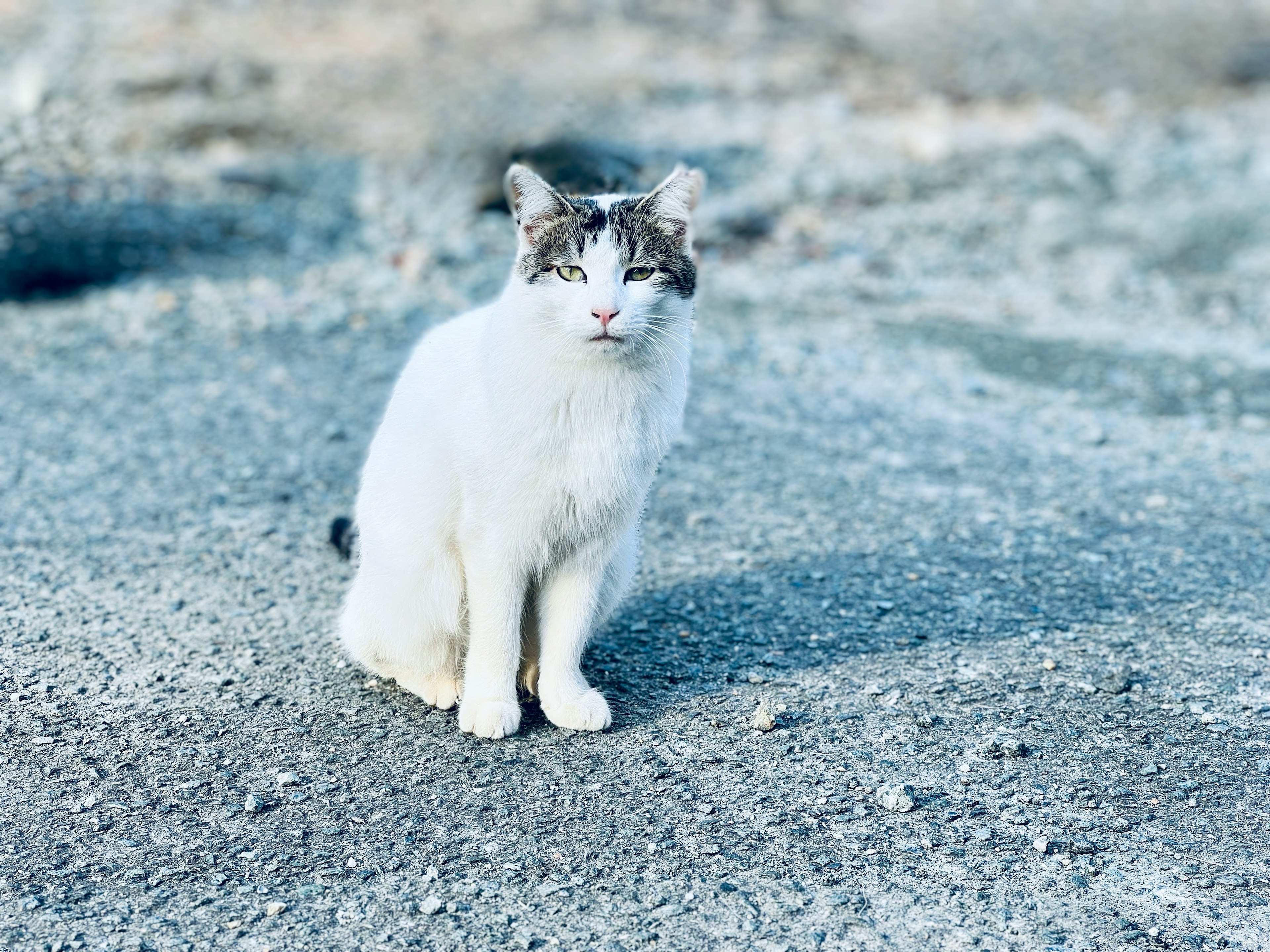 白い猫が灰色の地面に座っている