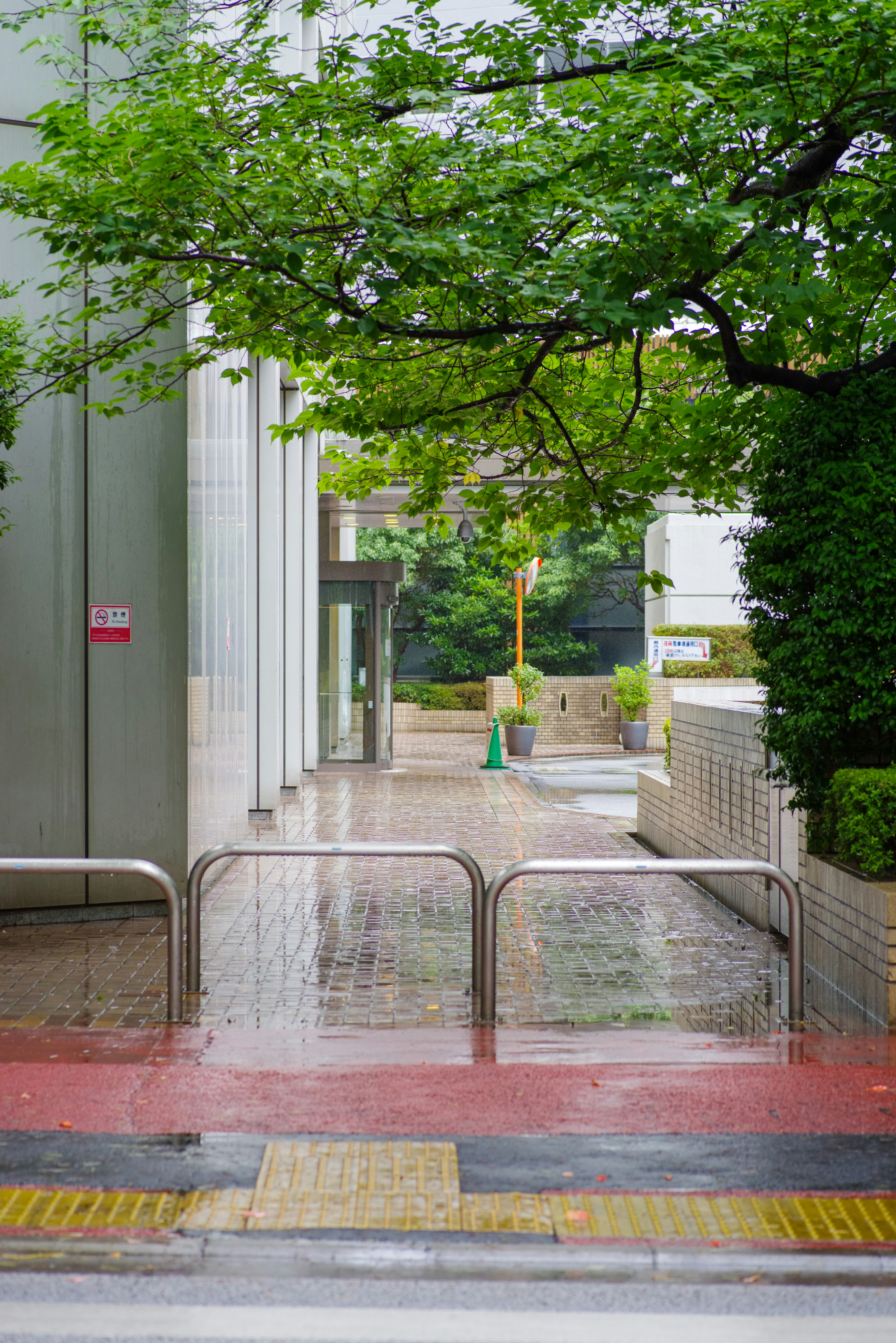 Paysage urbain avec un trottoir pavé humide et des arbres verdoyants