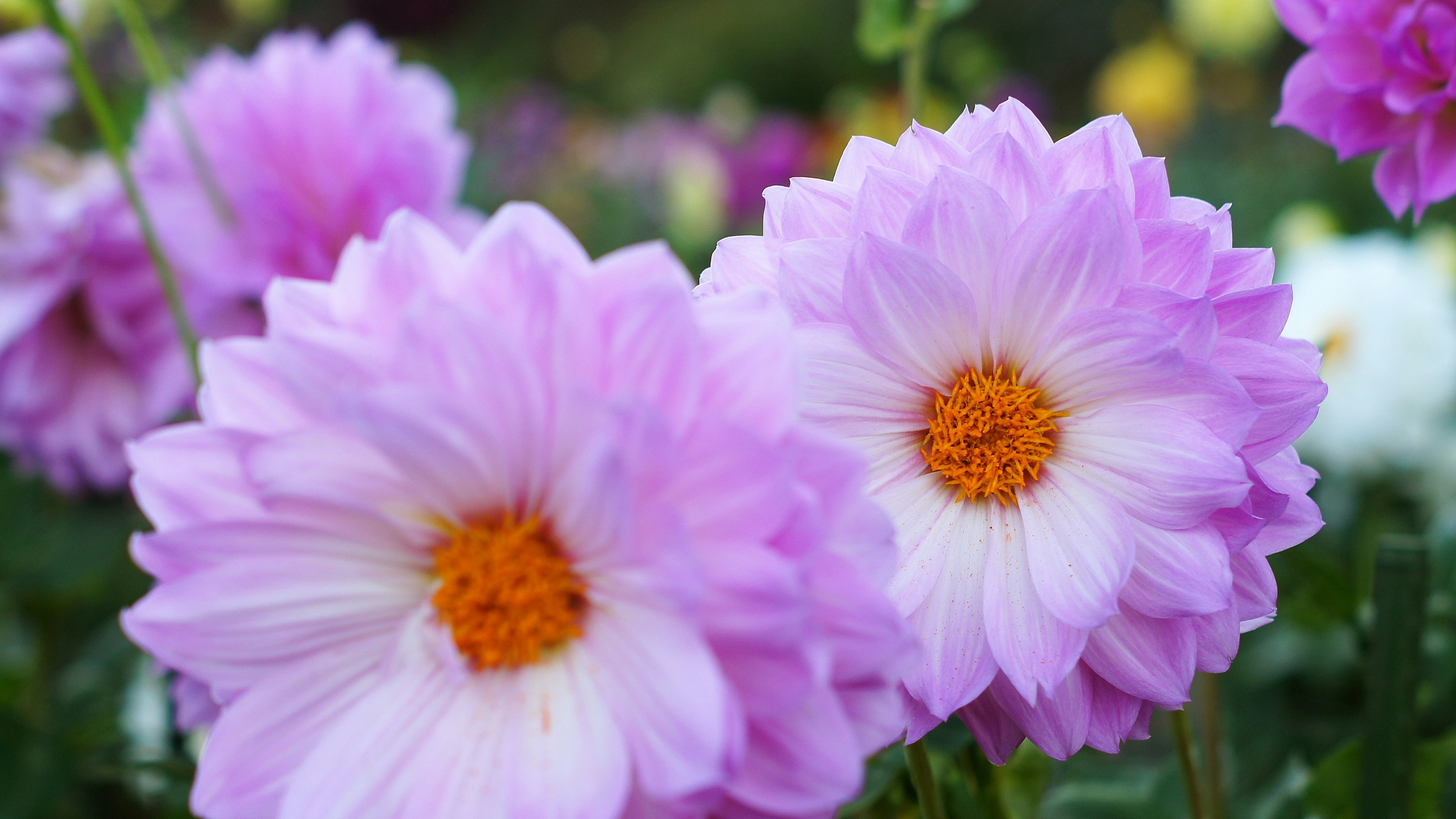 Bunga dahlia pink yang indah mekar di taman