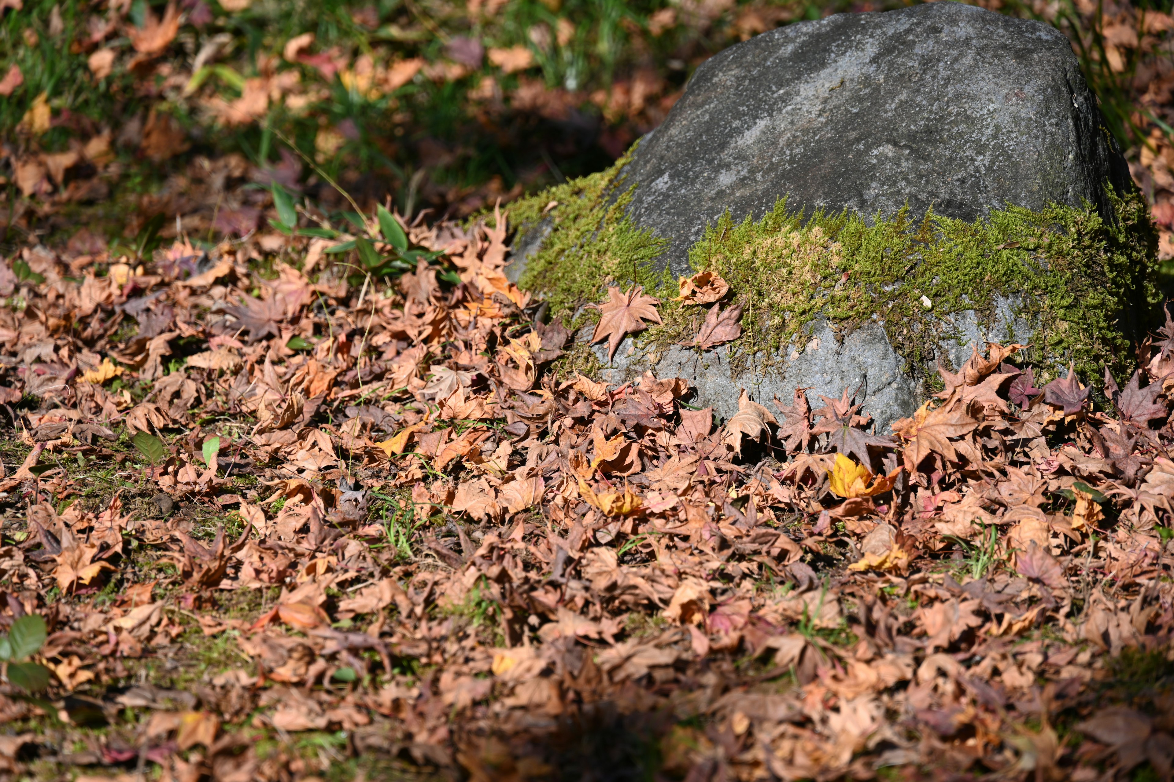 Un paesaggio con una pietra coperta di foglie autunnali