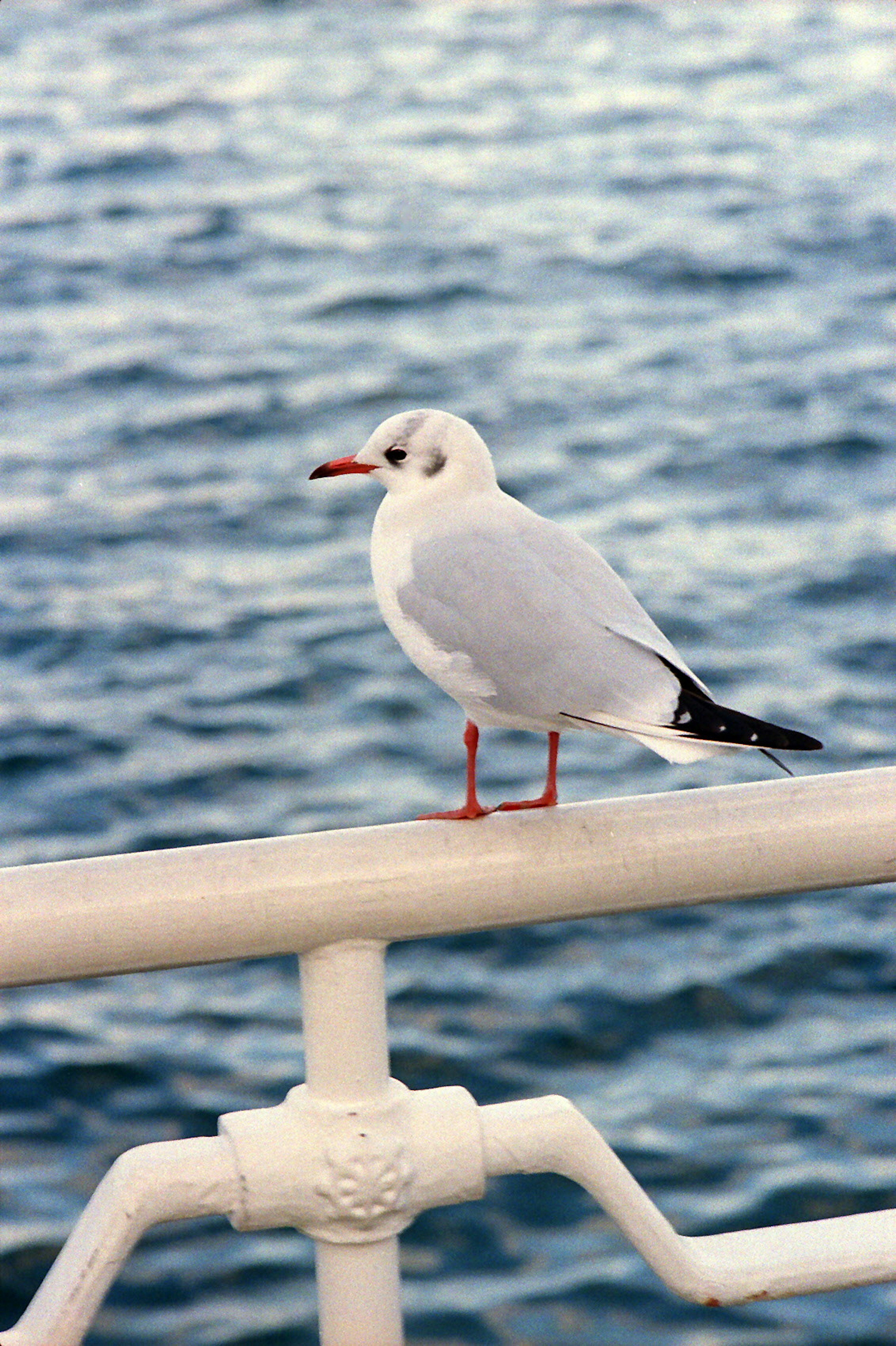 A white seagull perched on a railing by the sea