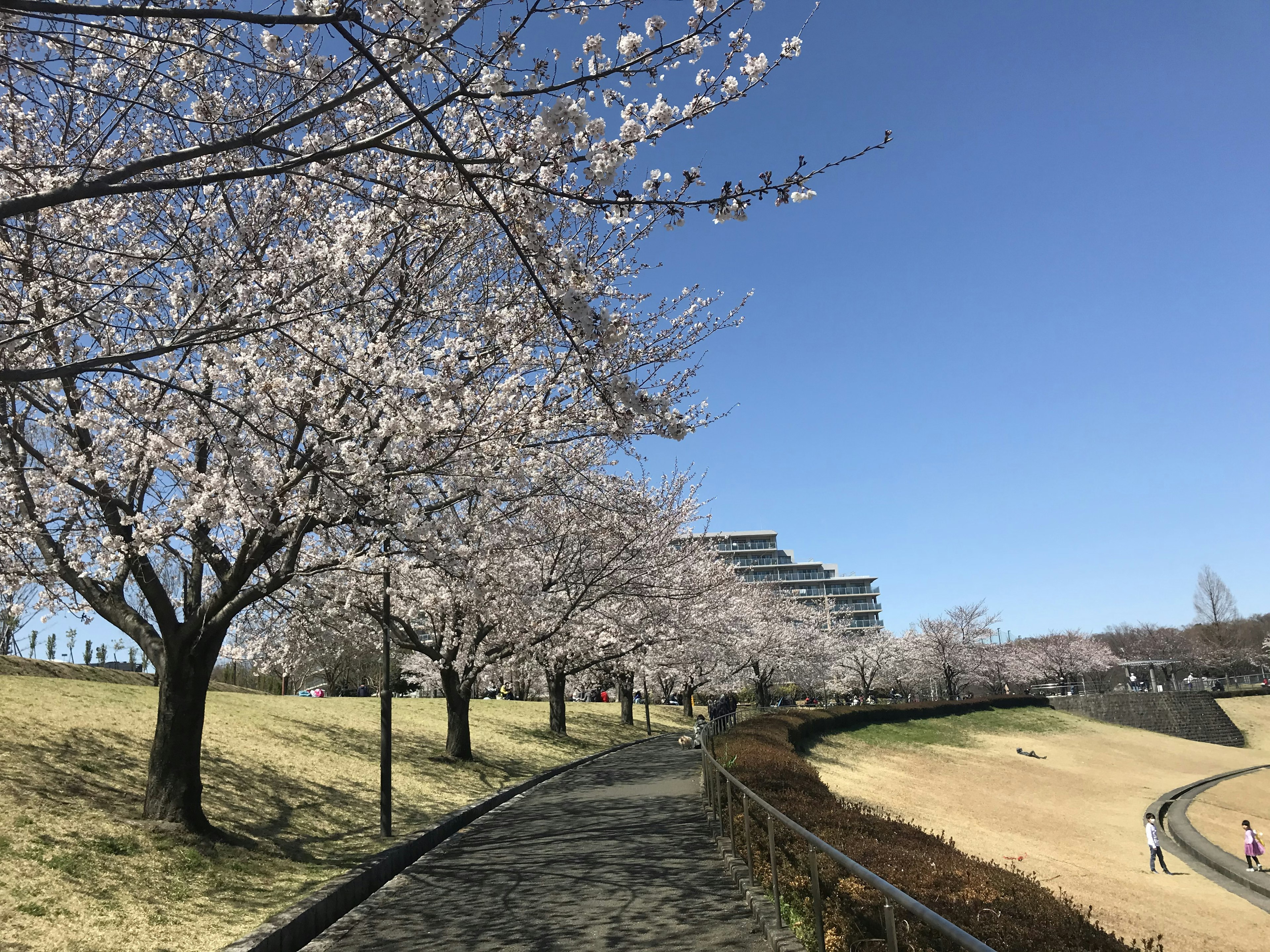 Pathway lined with cherry blossom trees and clear blue sky