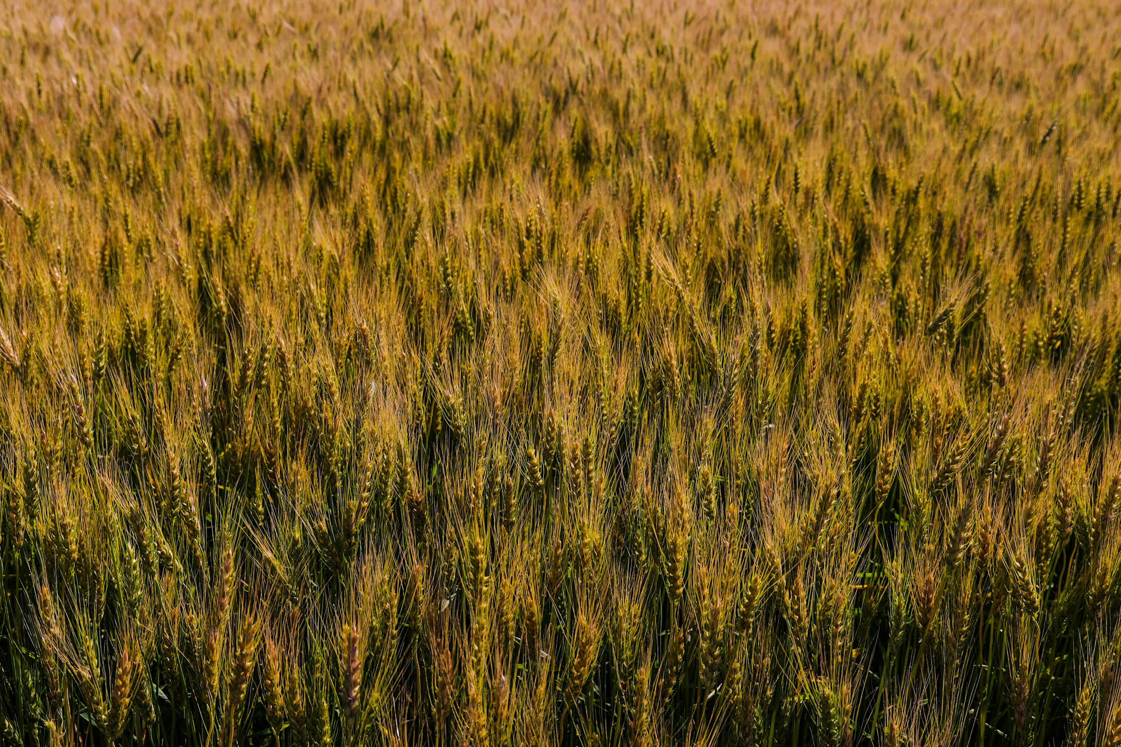 Campo di grano dorato che si estende all'orizzonte