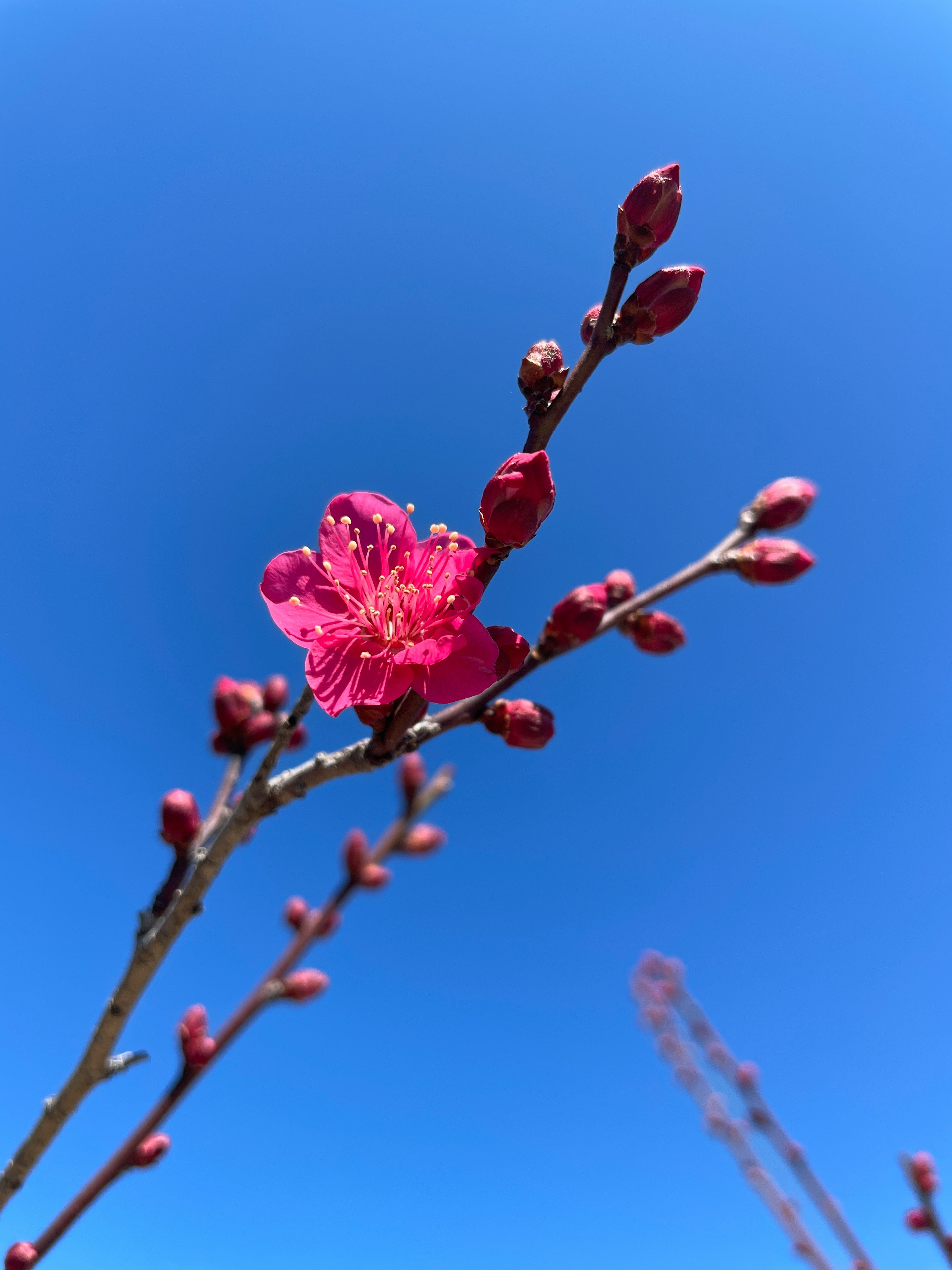 Bunga pink dan tunas di bawah langit biru