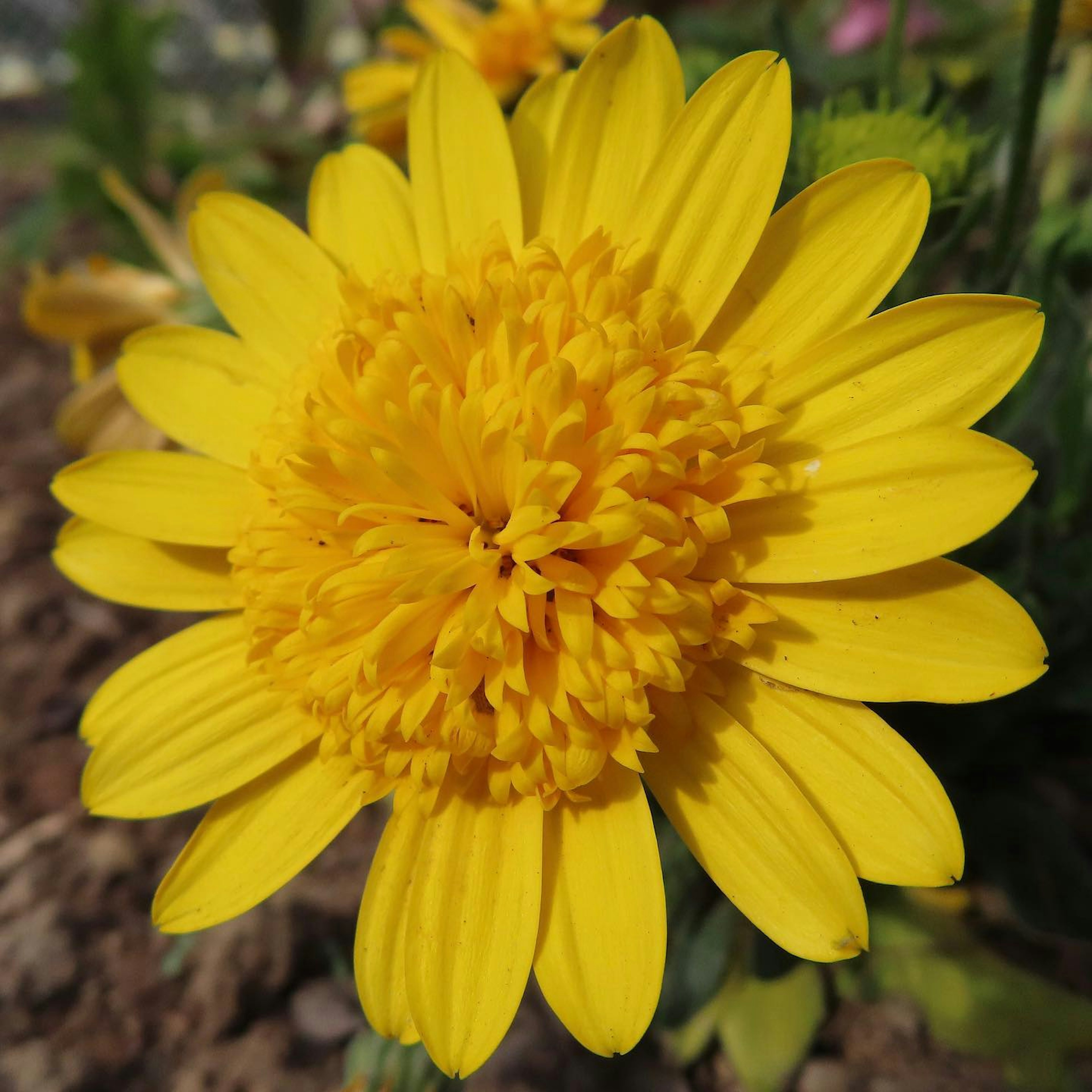 Helle gelbe Blume in voller Blüte