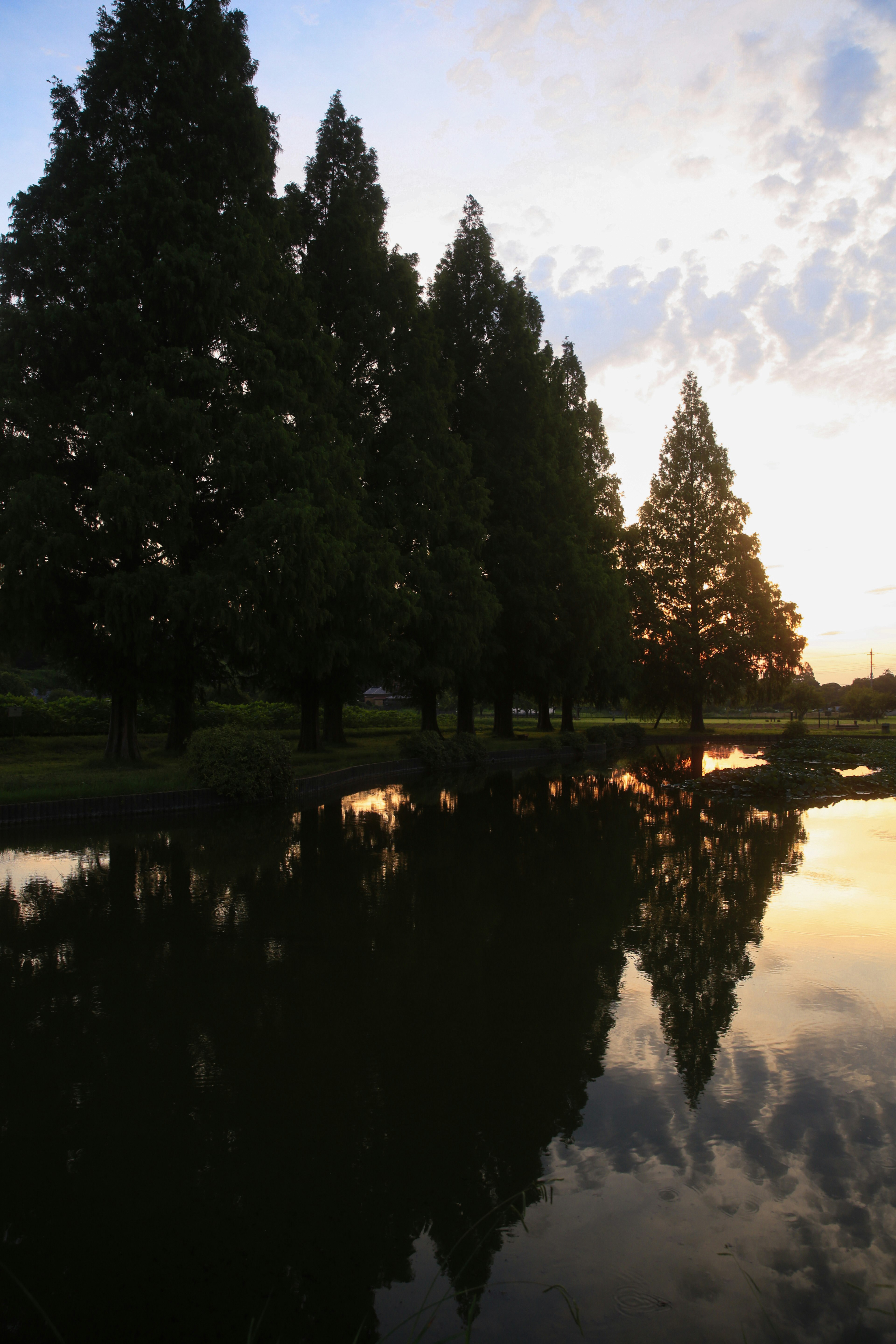 Silhouettes d'arbres se reflétant sur une surface d'eau calme au crépuscule