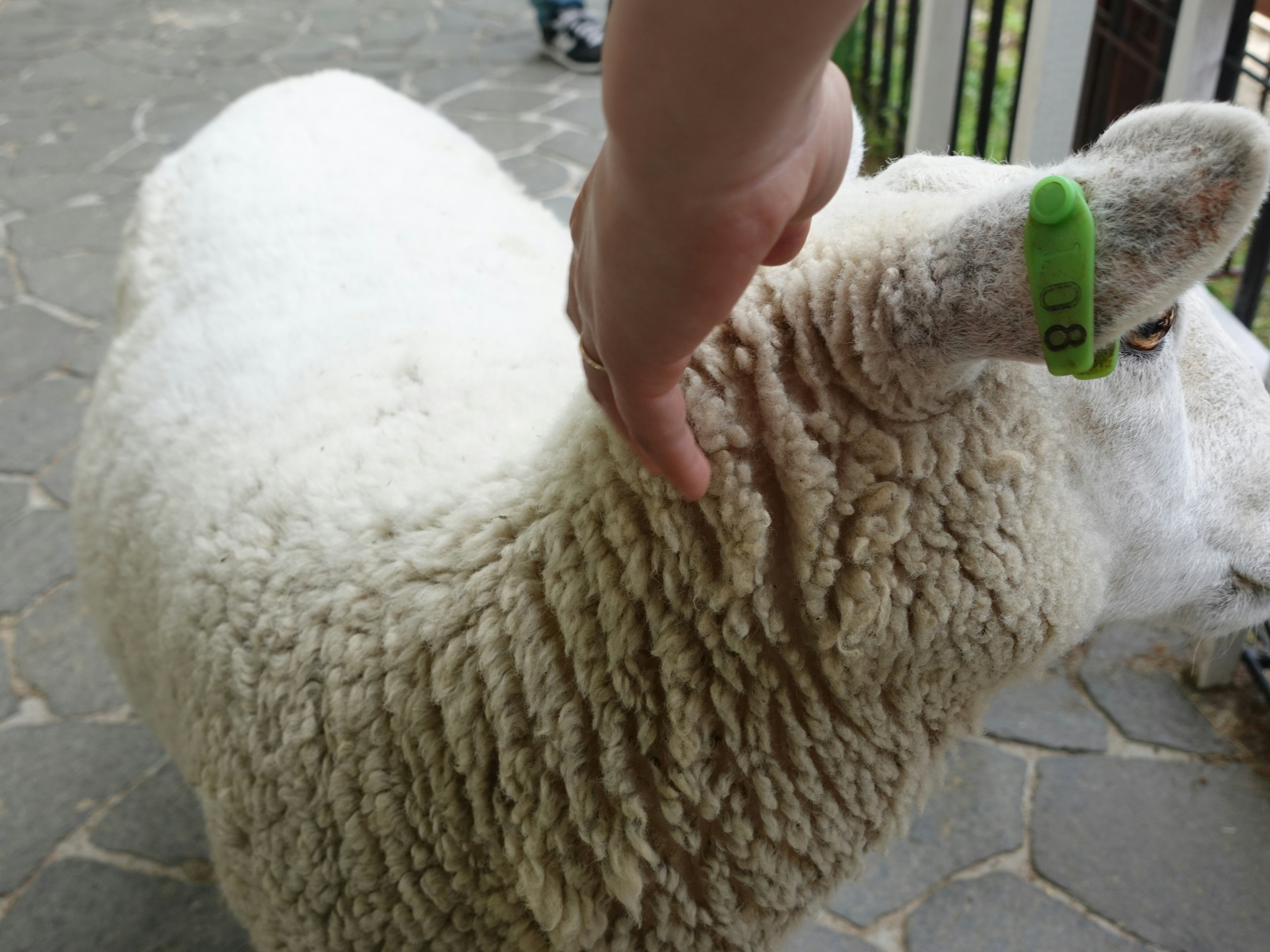 Una mano che accarezza una pecora con lana spessa e un'etichetta verde all'orecchio