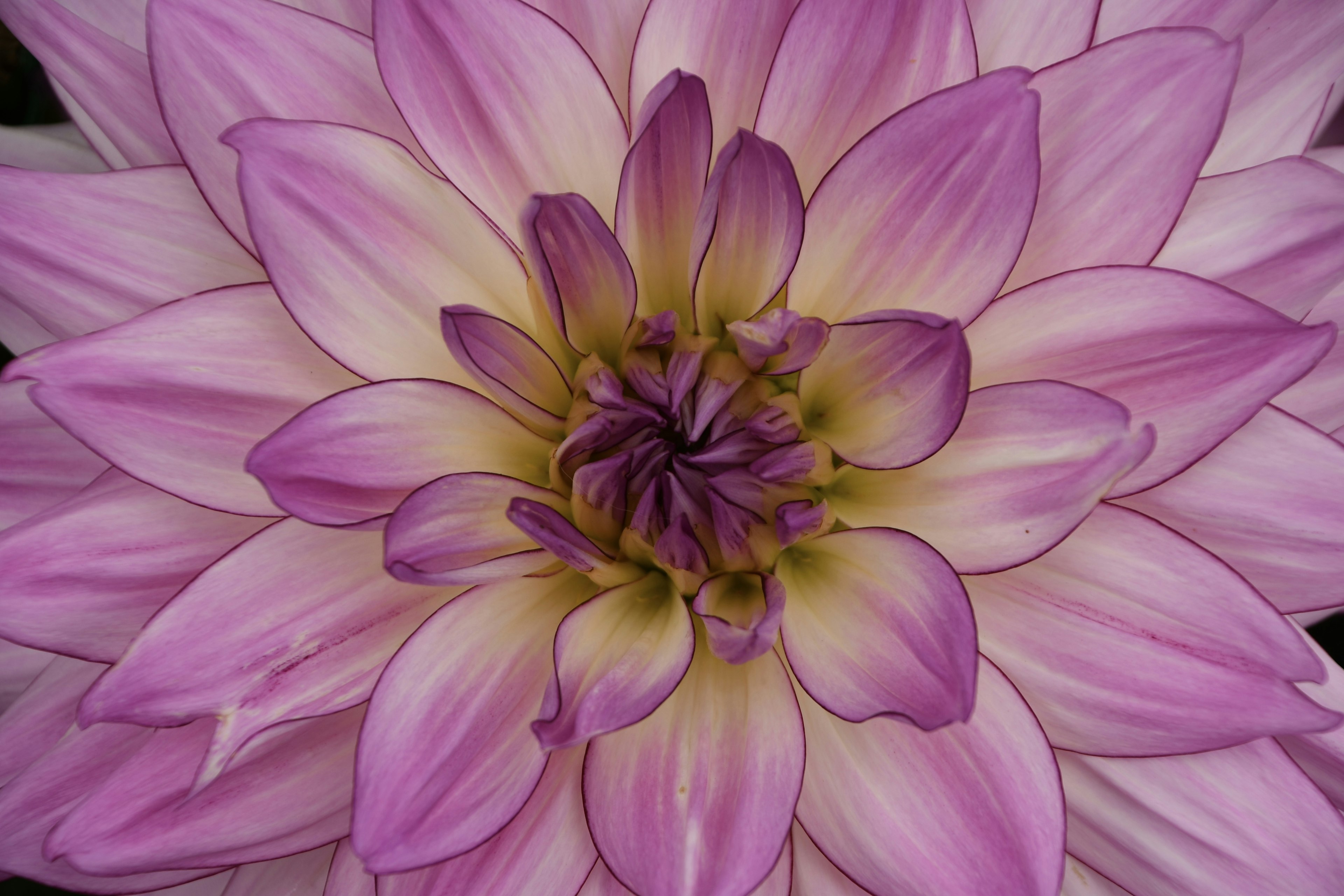 Primo piano di un bellissimo fiore di dalia rosa con petali viola al centro