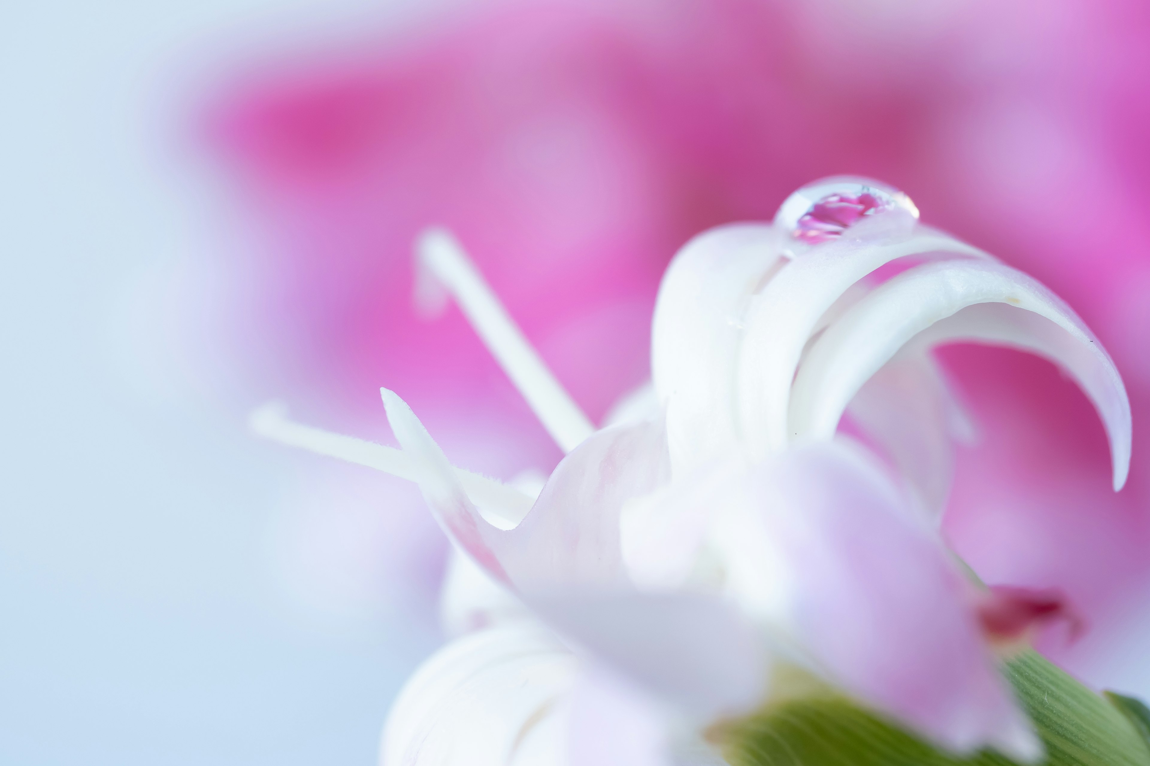 Primer plano de una hermosa flor con pétalos blancos y una gota de agua