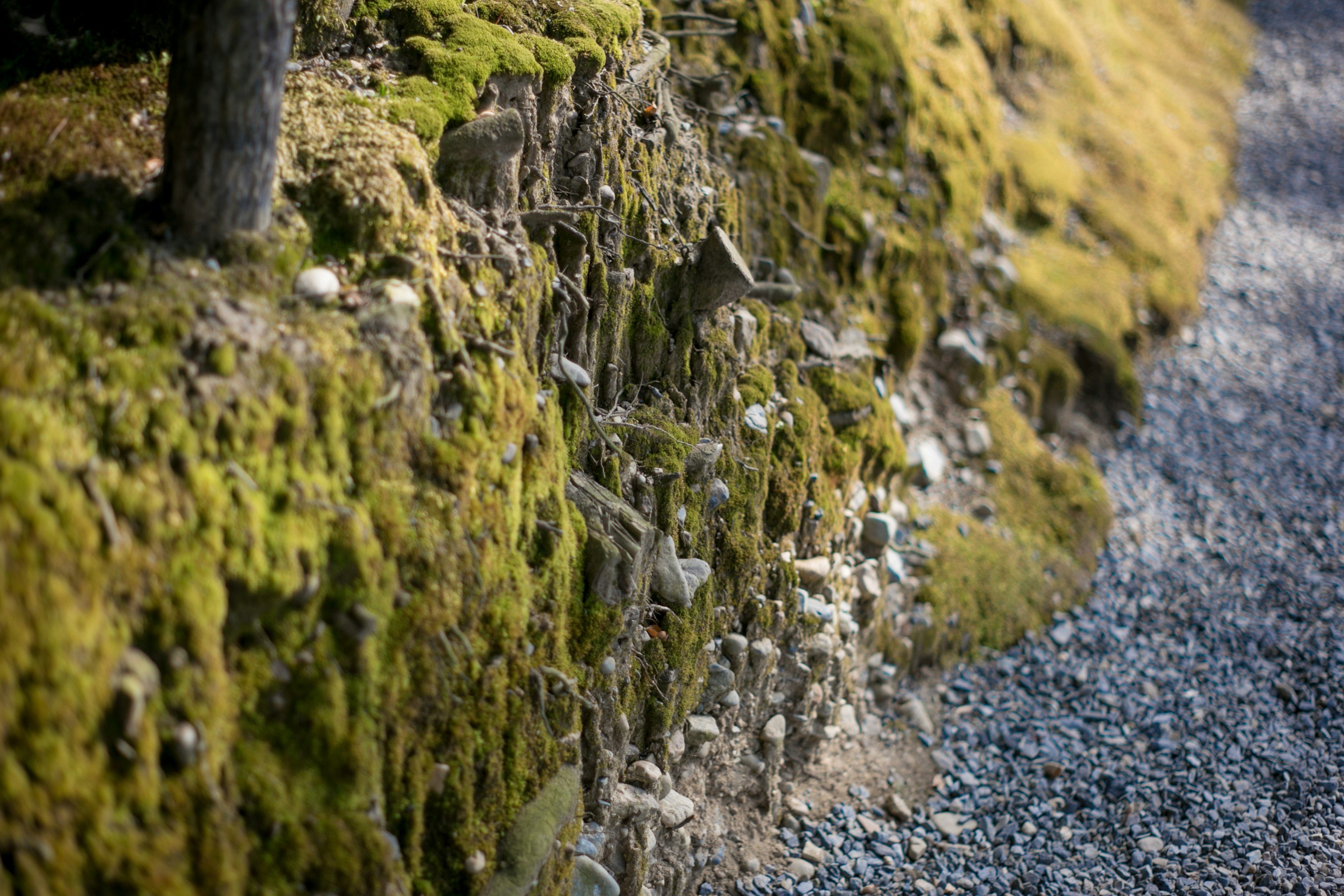 Muro di pietra coperto di muschio lungo un sentiero di ghiaia