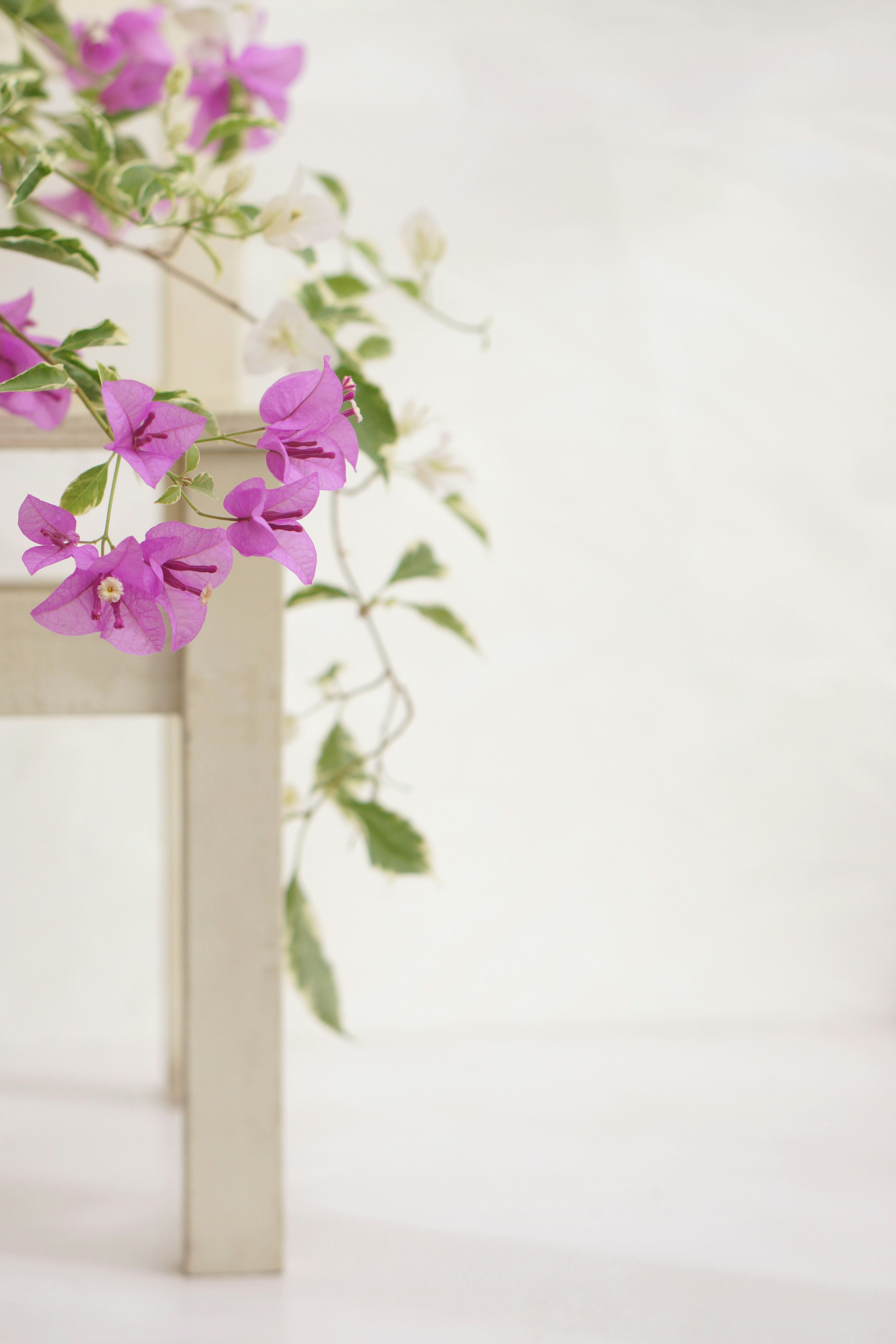 白い背景に紫の花と緑の葉が飾られた木の椅子