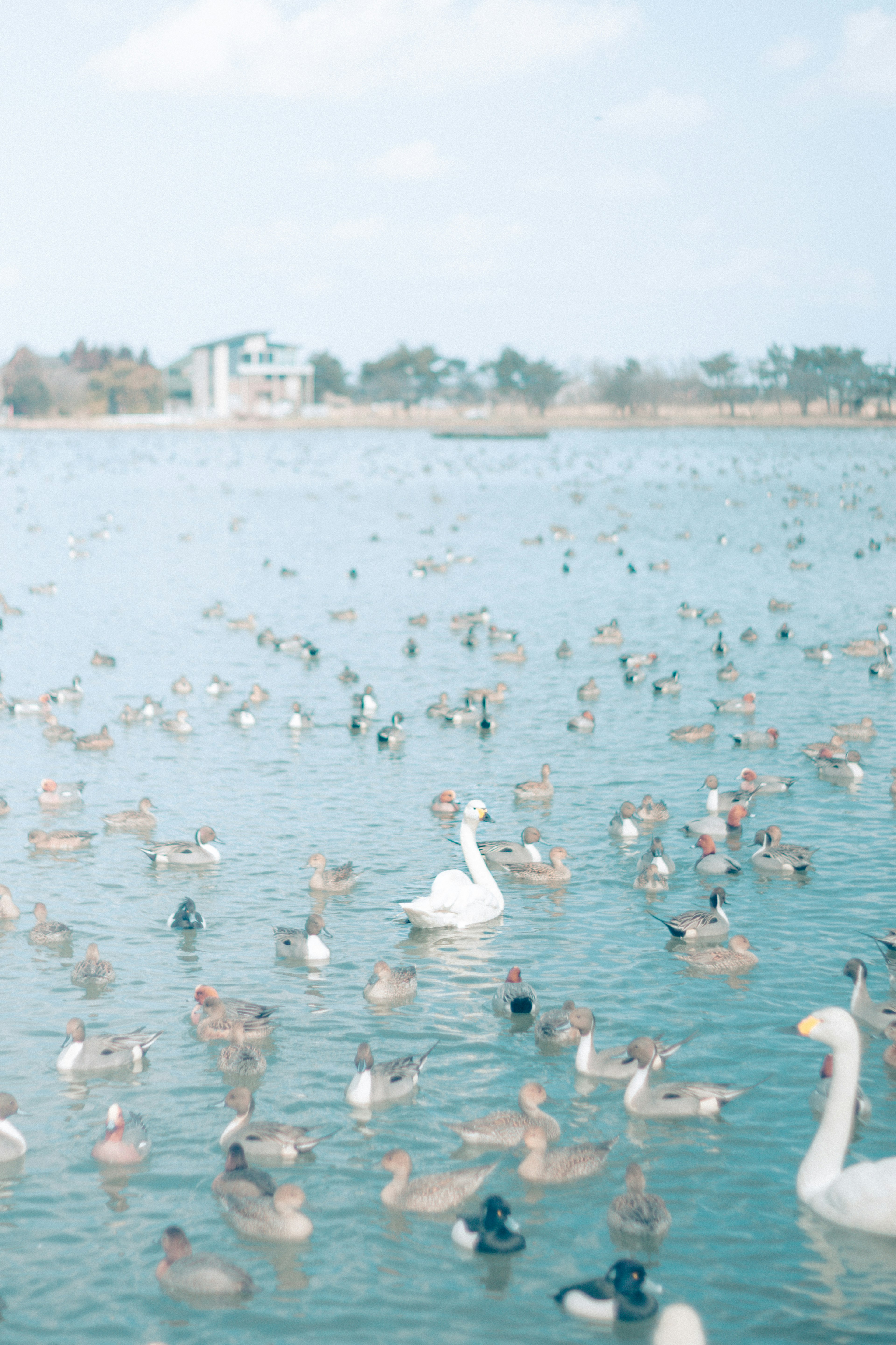 Un grande gruppo di anatre e un cigno che galleggiano su un lago