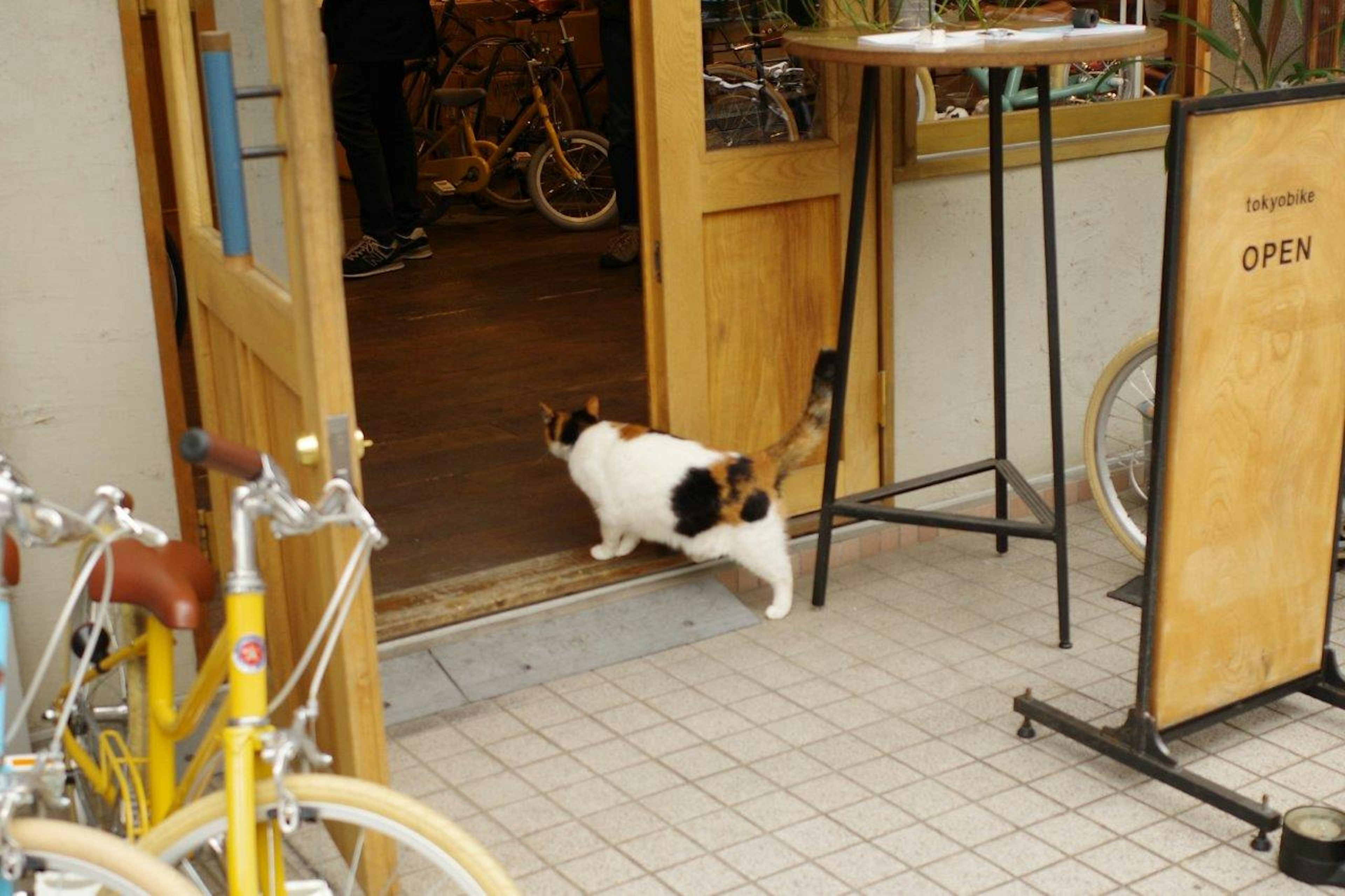 Un chat noir et blanc marchant à travers l'entrée d'un magasin de vélos