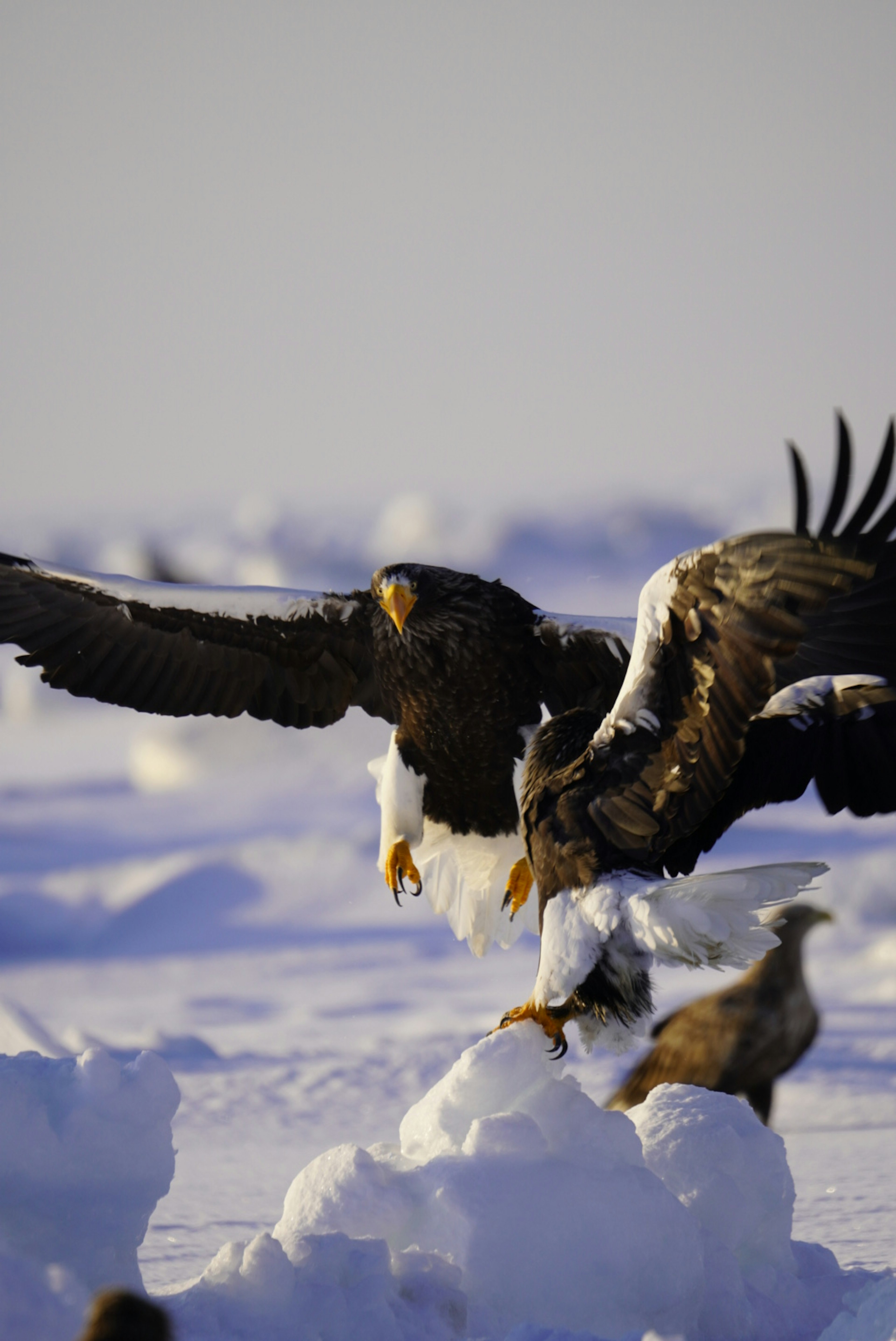 Aigle chassant sa proie dans un paysage enneigé