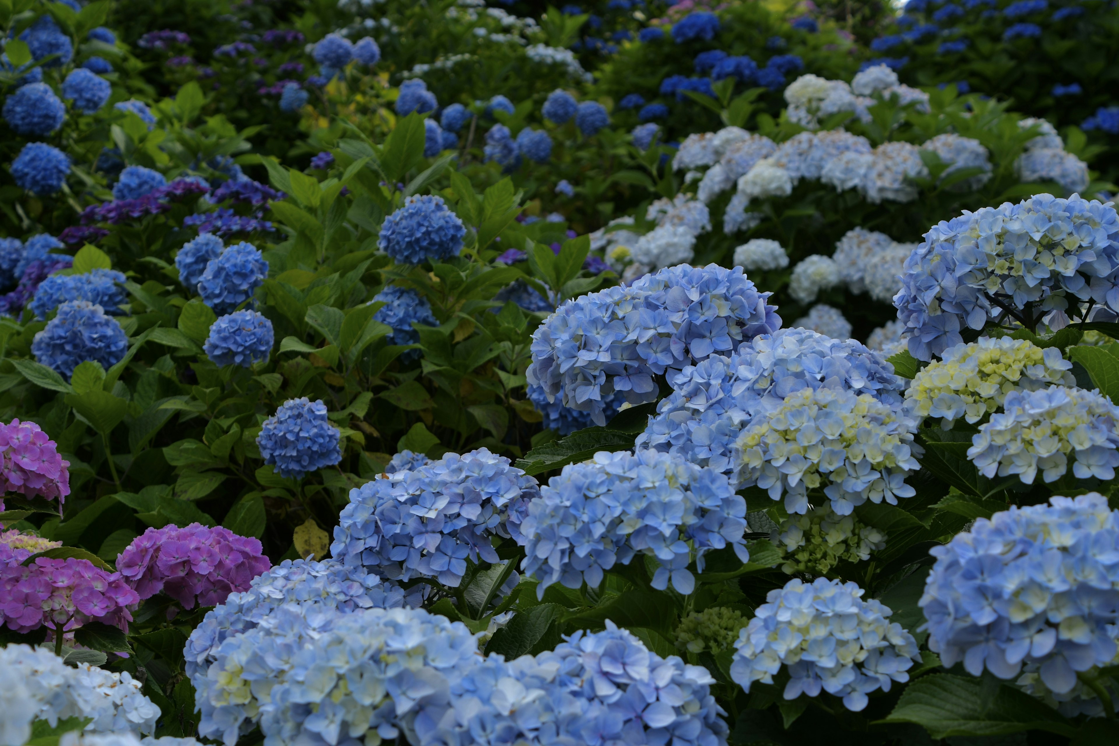 Una escena de jardín con hortensias azules en flor