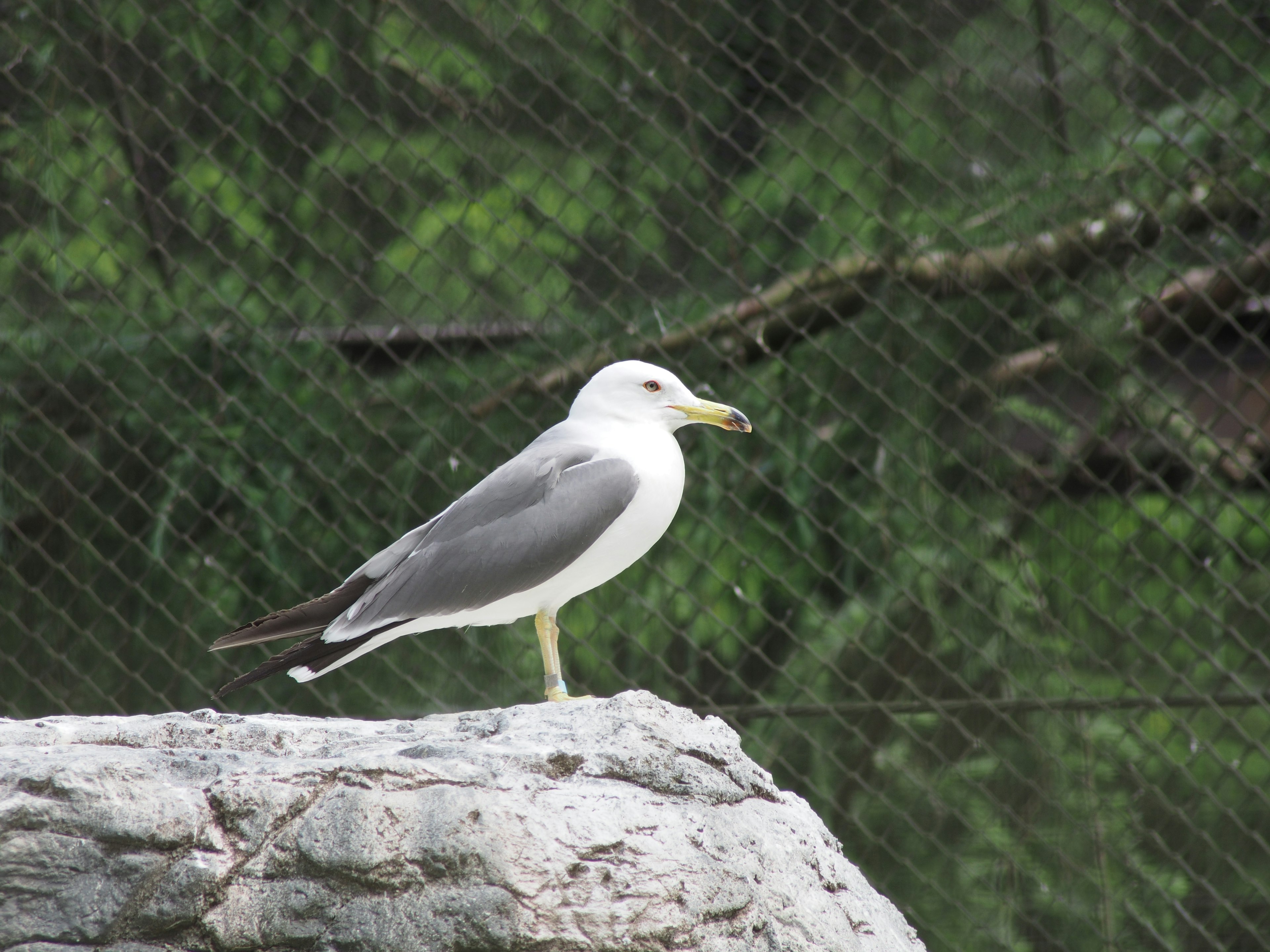 Side view of a seagull standing on a rock with green trees in the background