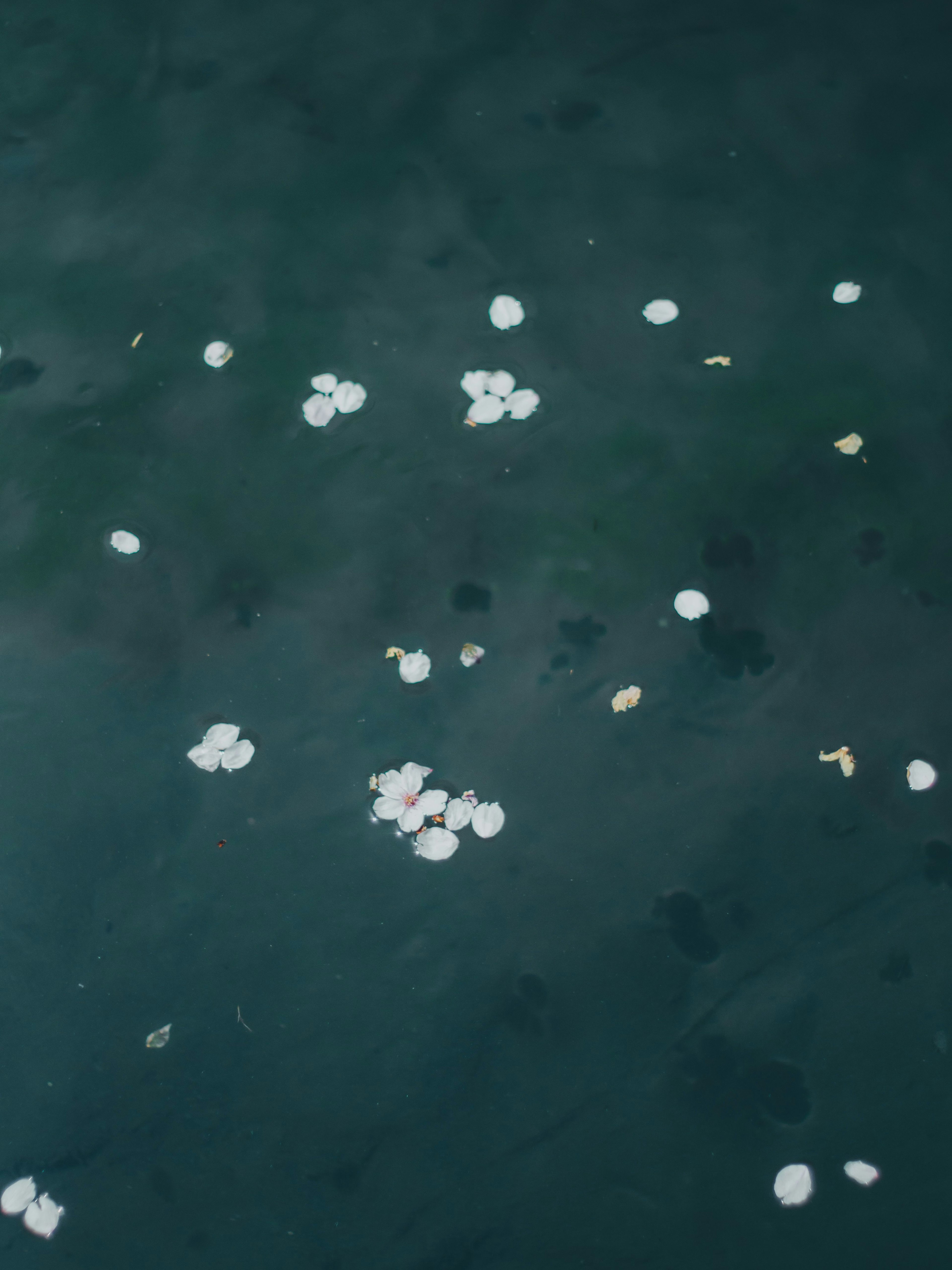 Pétalos blancos y hojas flotando en una superficie de agua oscura