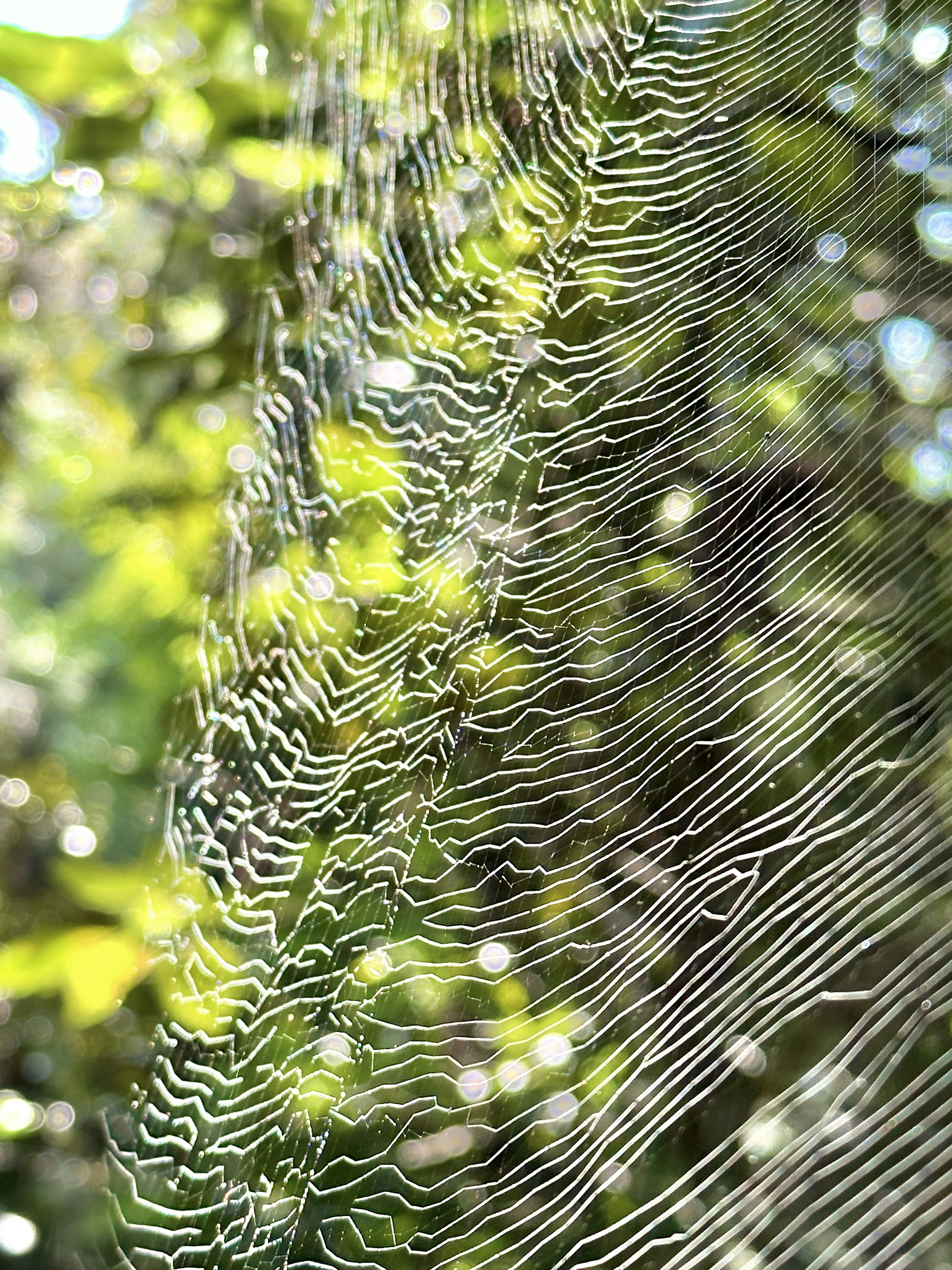 Delicate white spider web pattern against a green background