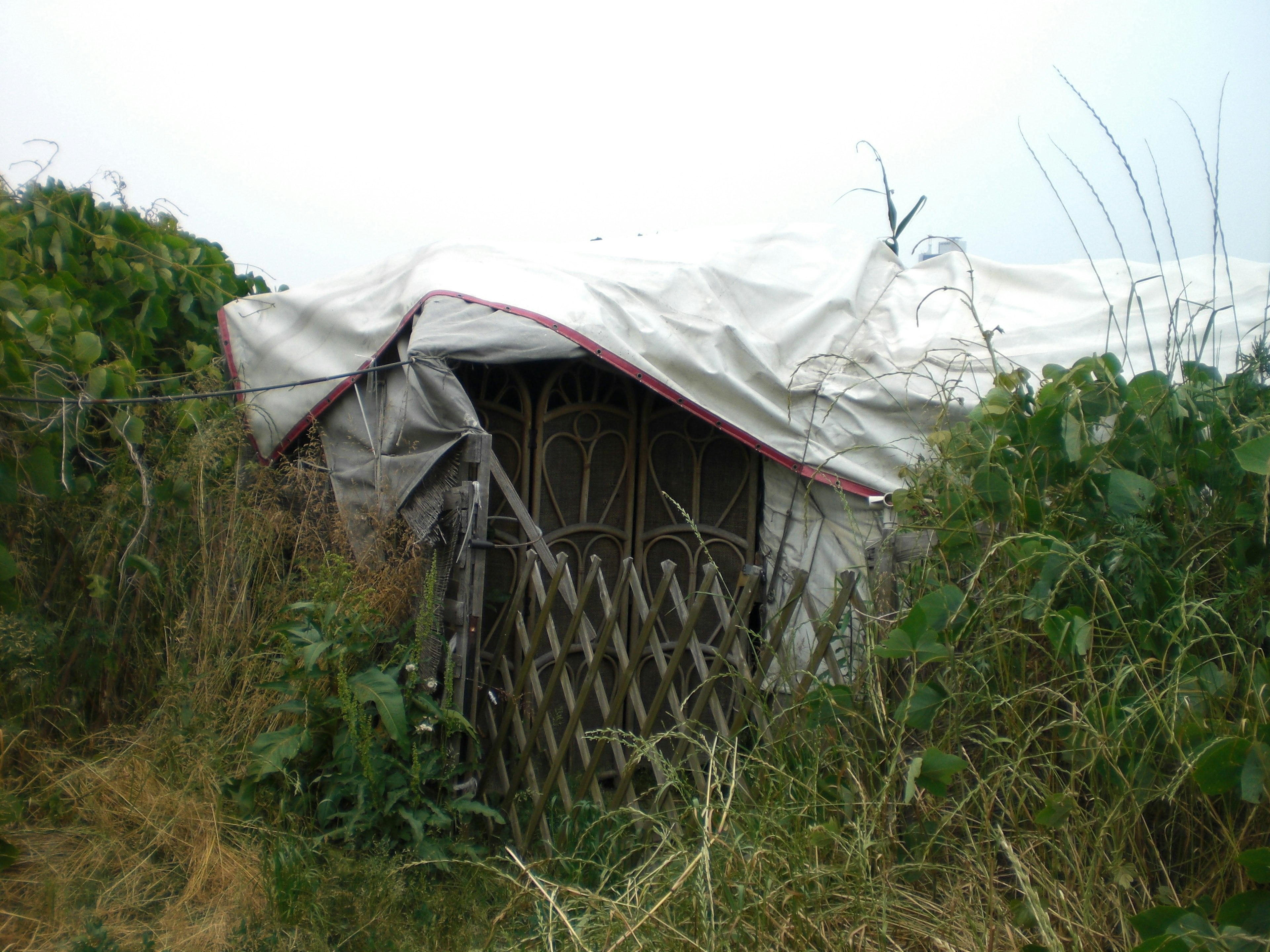 Ancien abri entouré d'herbes hautes et de verdure