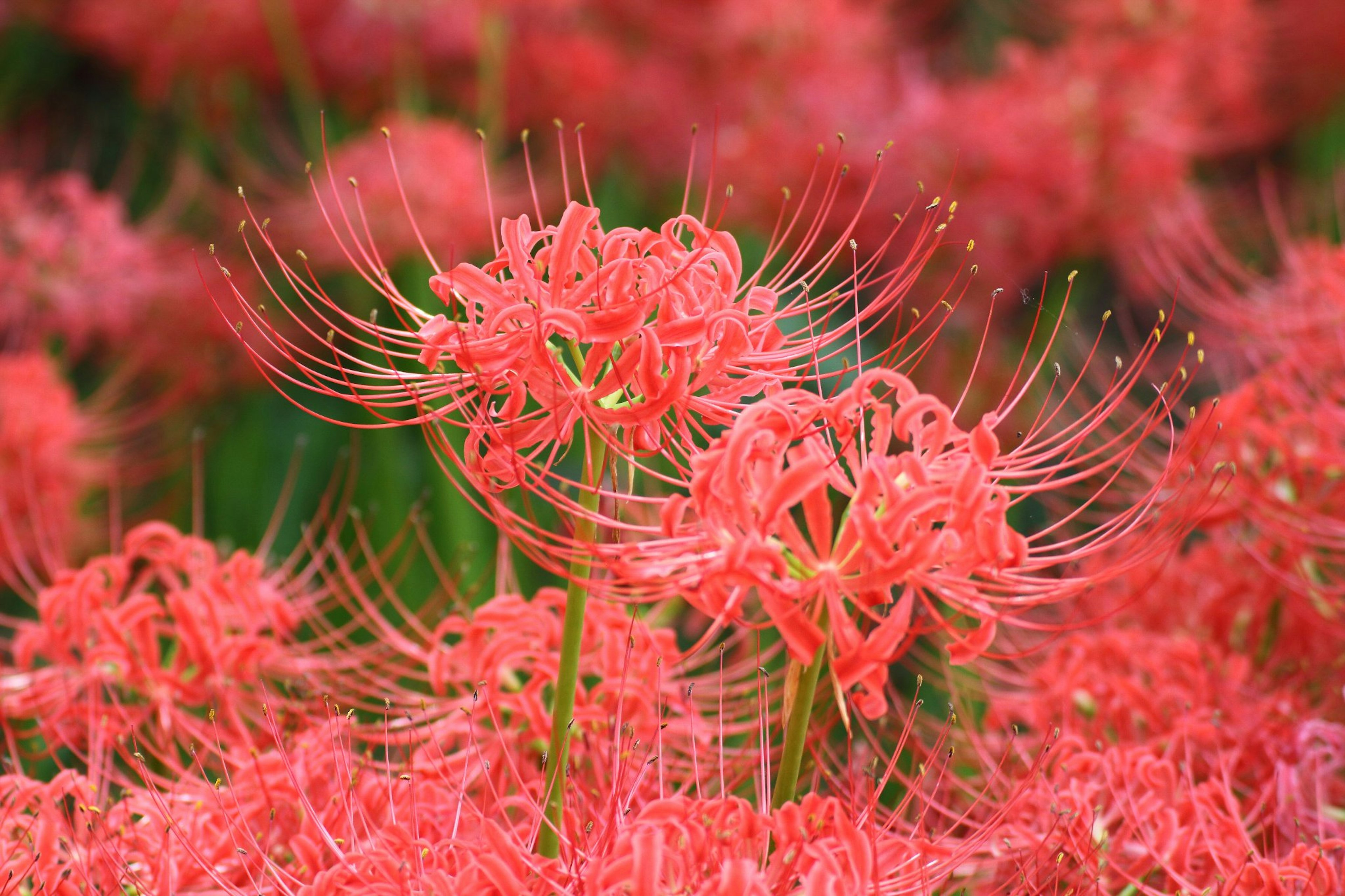 Vibrant red spider lilies blooming in a lush garden