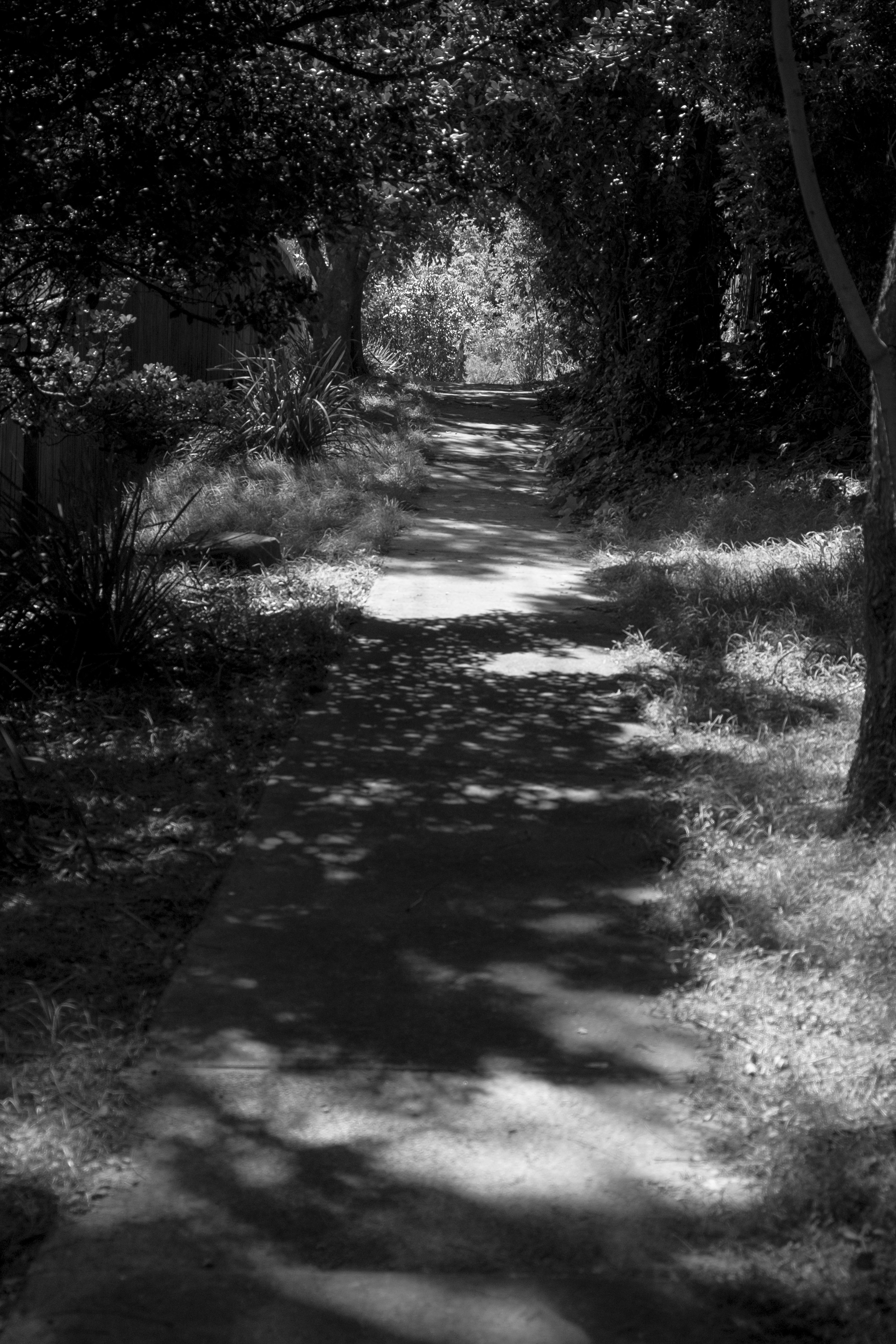 Image en noir et blanc d'un chemin tranquille entouré d'arbres