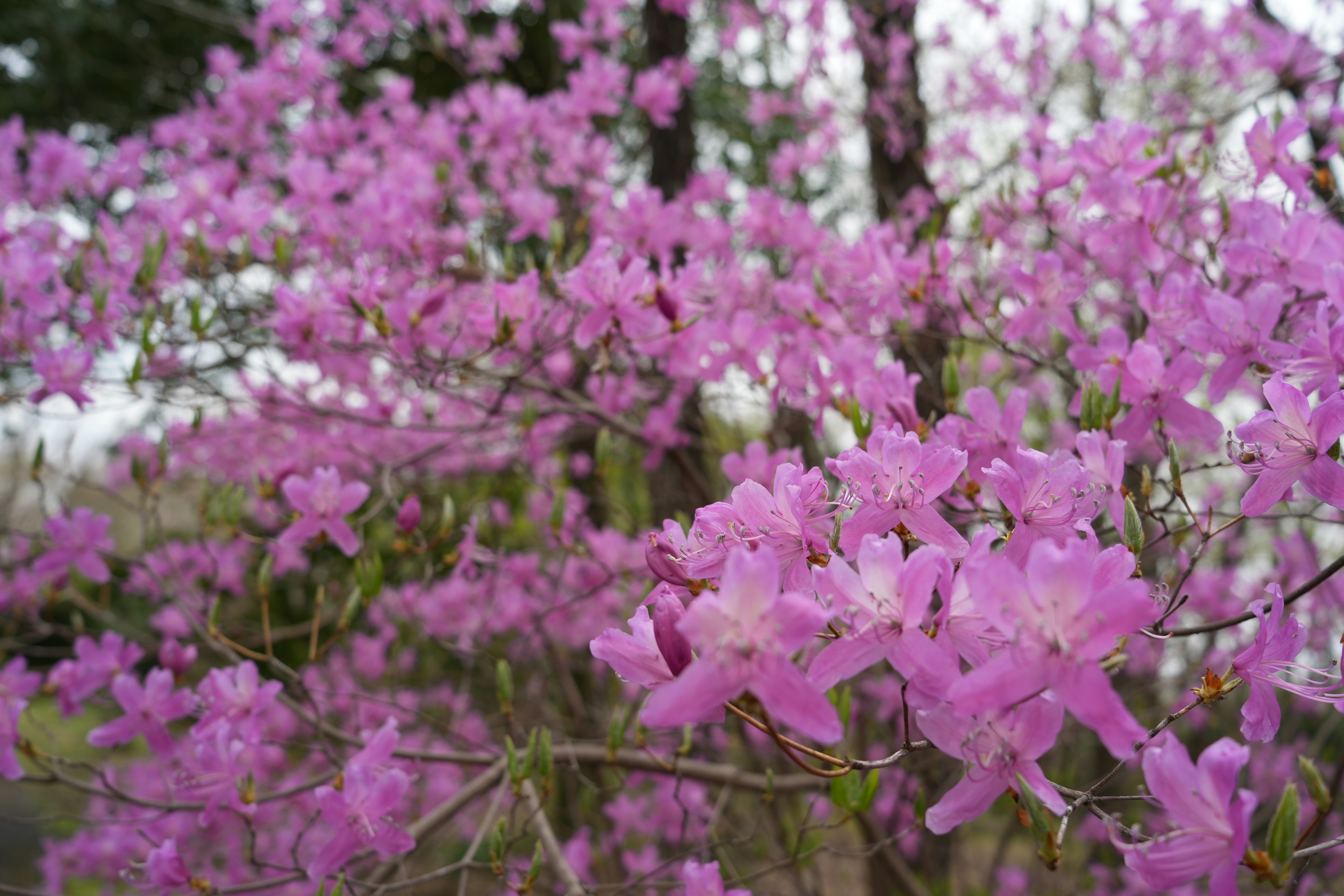 Gros plan sur un arbre avec des fleurs roses vives