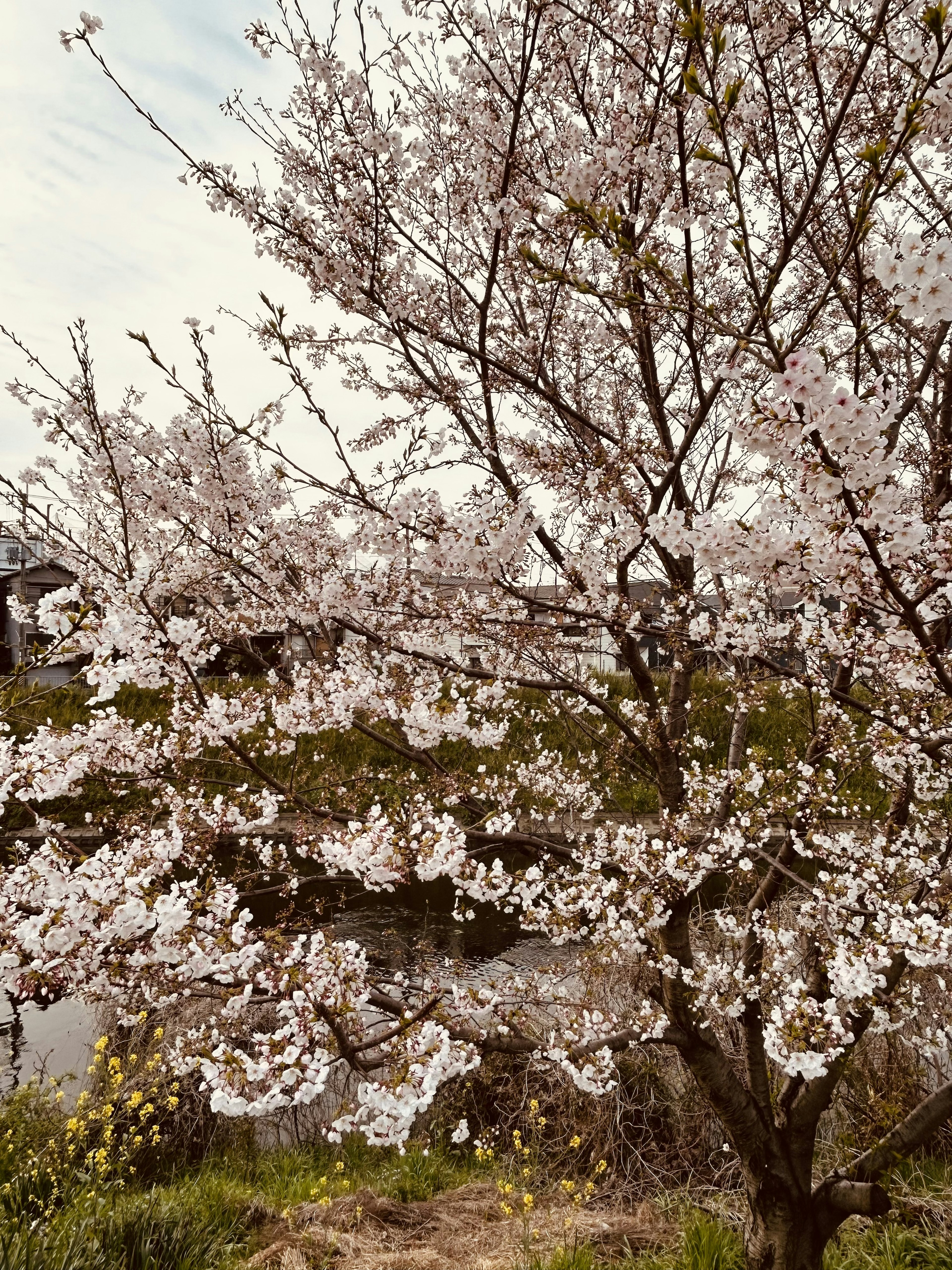 樱花树盛开，白色花朵与宁静背景相映衬