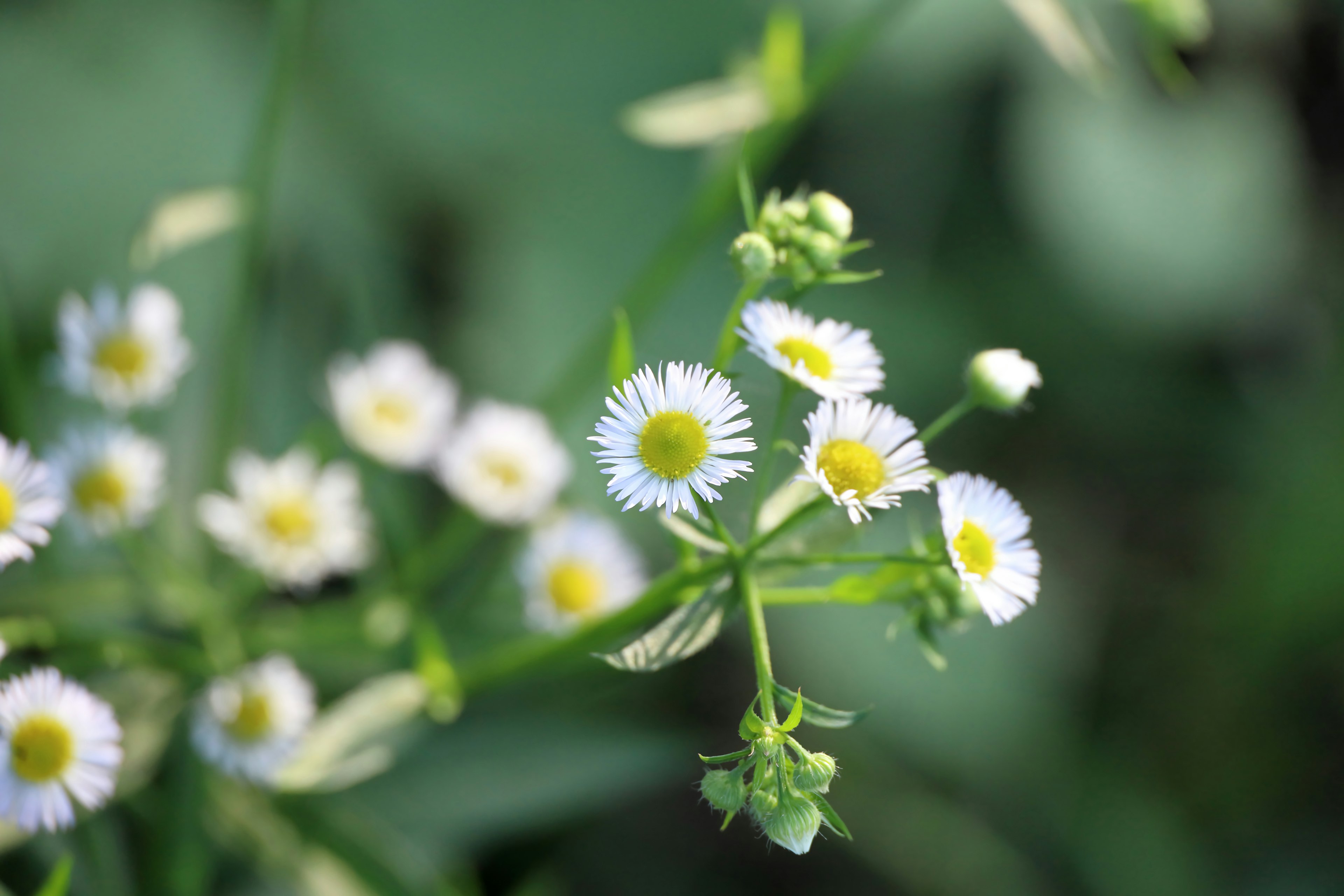 Nahaufnahme einer Pflanze mit weißen Blumen und grünen Blättern