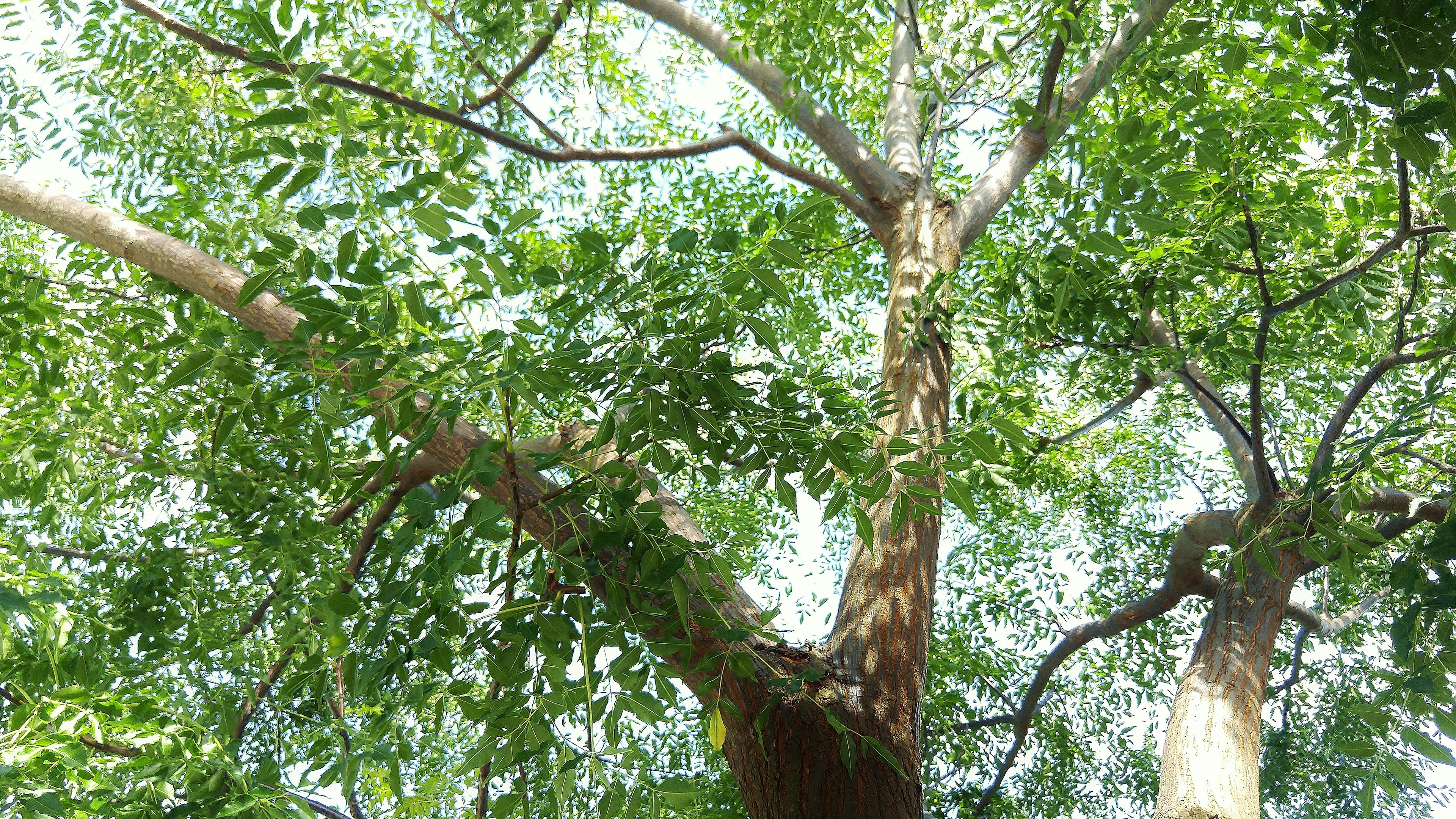 Image d'un grand arbre avec des feuilles vertes vu d'en bas