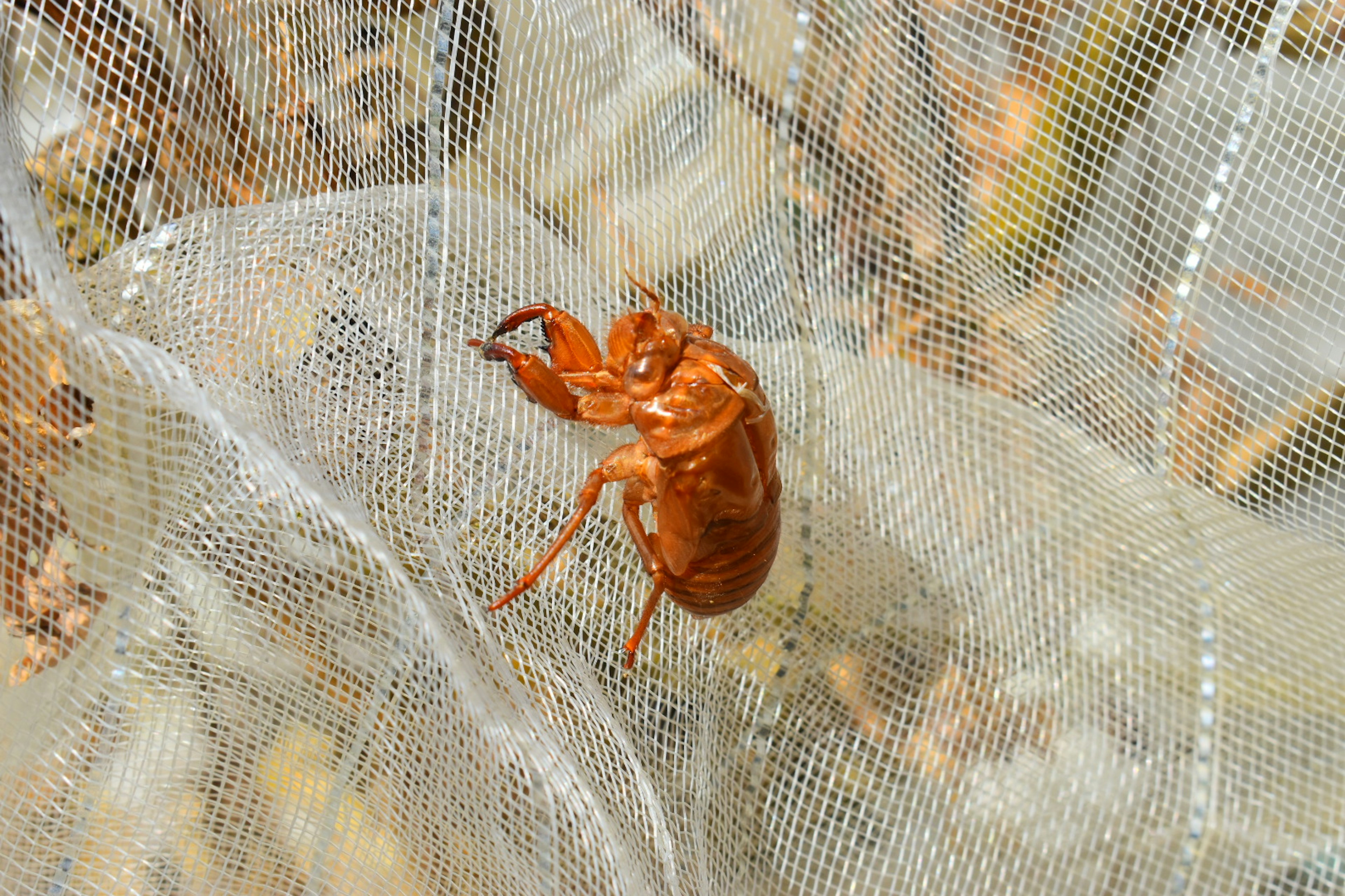 Une cigale orange coincée dans un filet