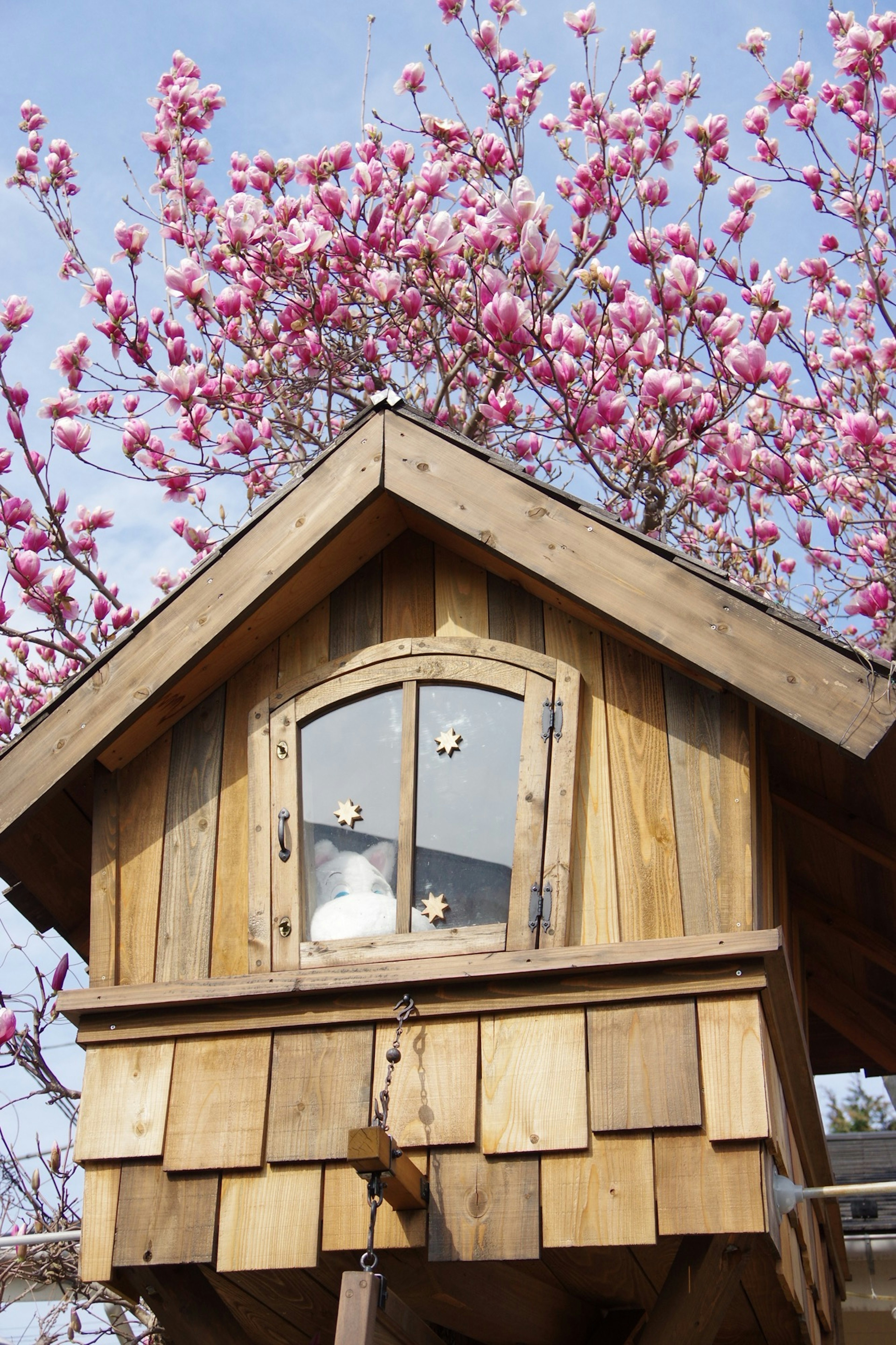 Holzhütte mit blühenden Kirschbäumen