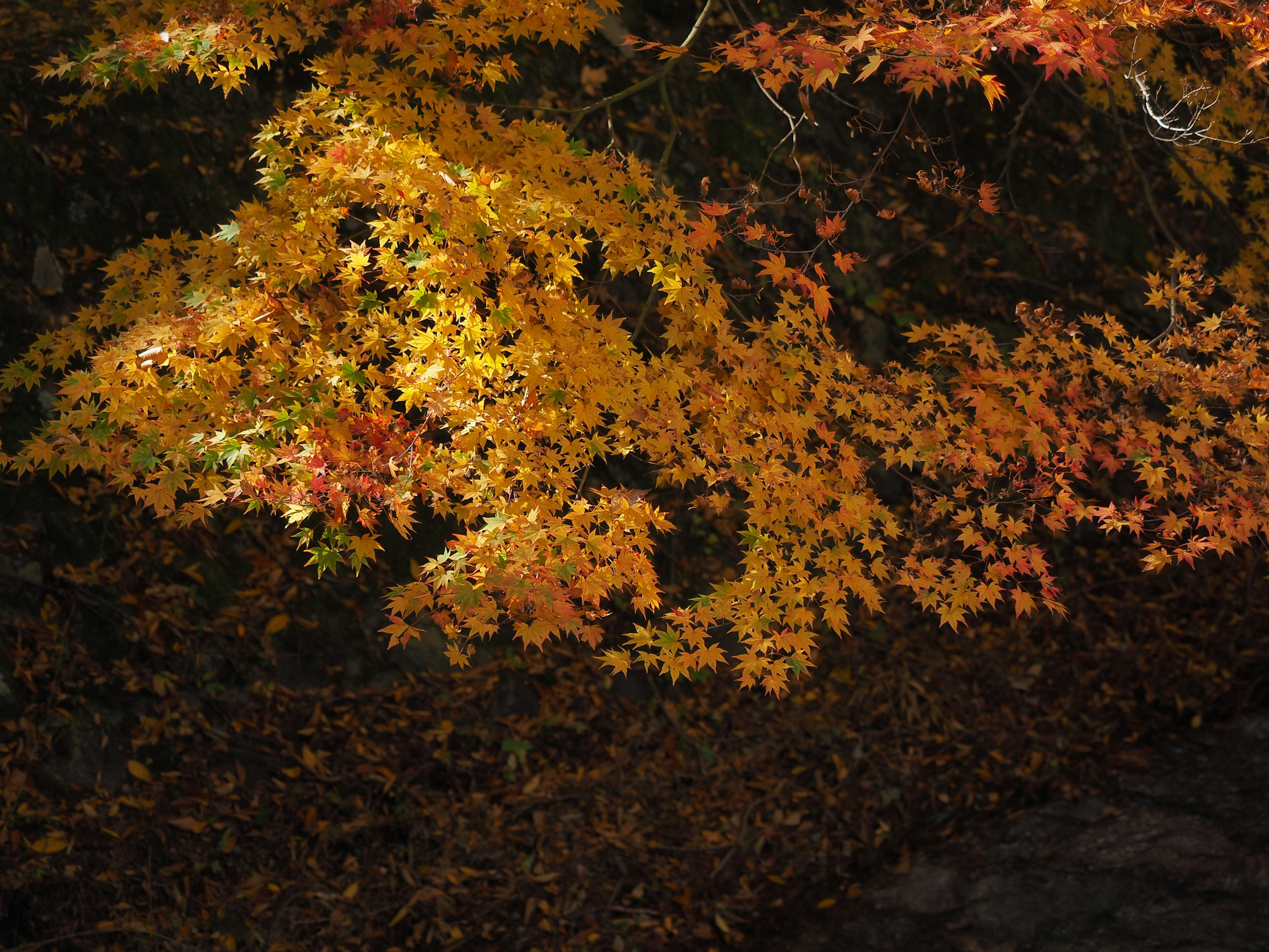 Feuilles d'automne en jaune et orange vif sur un fond sombre