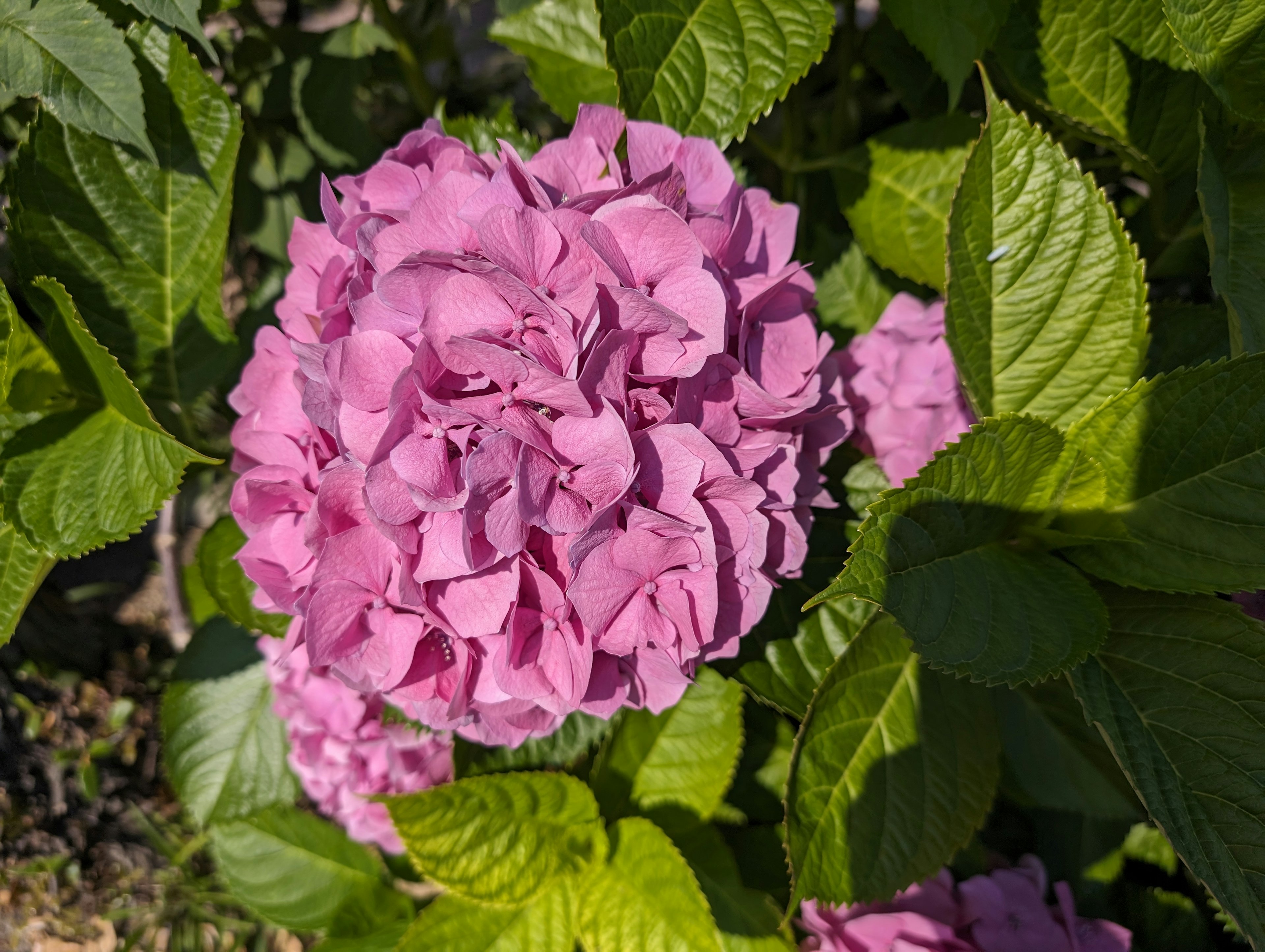 鮮やかなピンクのアジサイの花と緑の葉